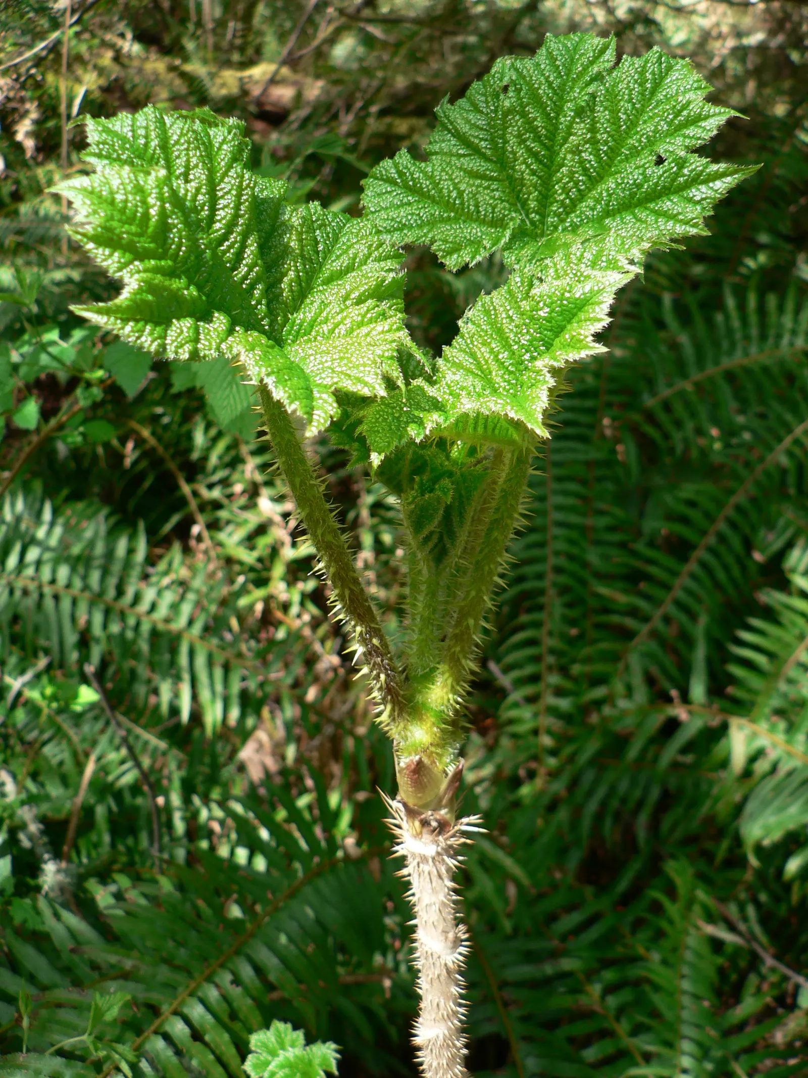 Western Sword Fern (Polystichum Munitum) — Polystichum munitum is ideal for woodland gardens; it is also important to avoid waterlogged, image 57