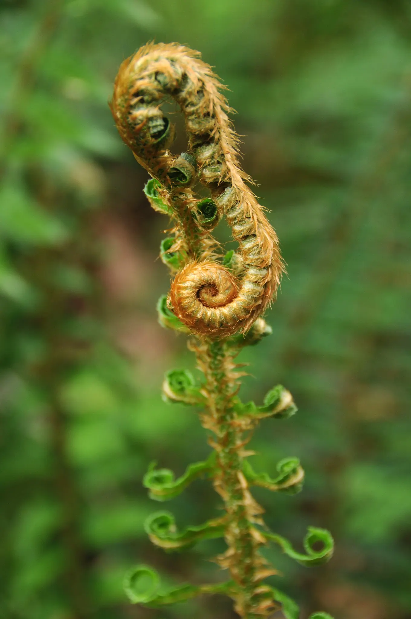 Western Sword Fern (Polystichum Munitum) — evergreen fern reaching 3-6 feet in height and spreading up to 4 feet; ideal for woodland gardens, it offers low