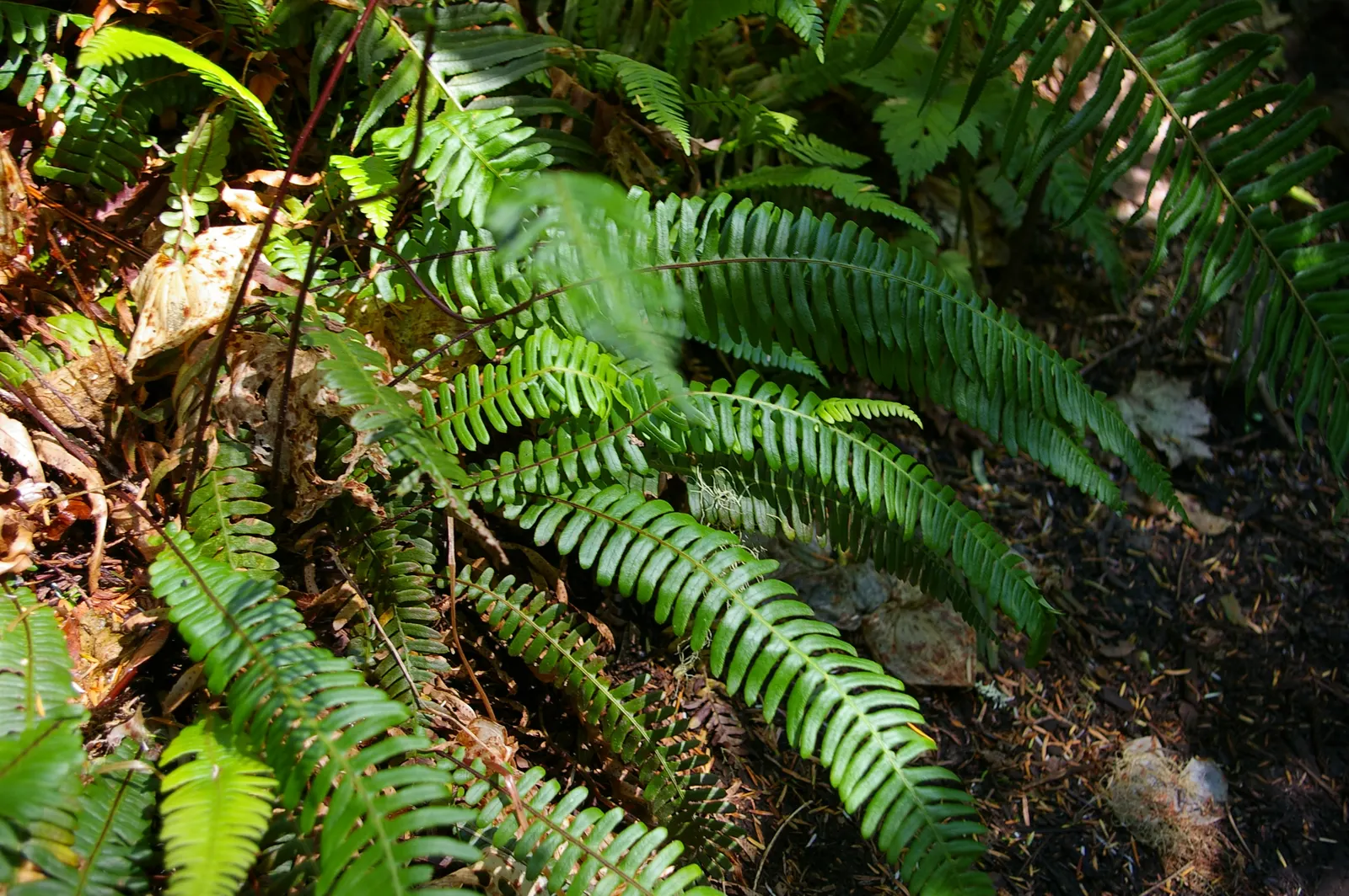 Western Sword Fern (Polystichum Munitum) — evergreen fern reaching 3-6 feet in height and spreading up to 4 feet; ideal for woodland gardens, it, image 61