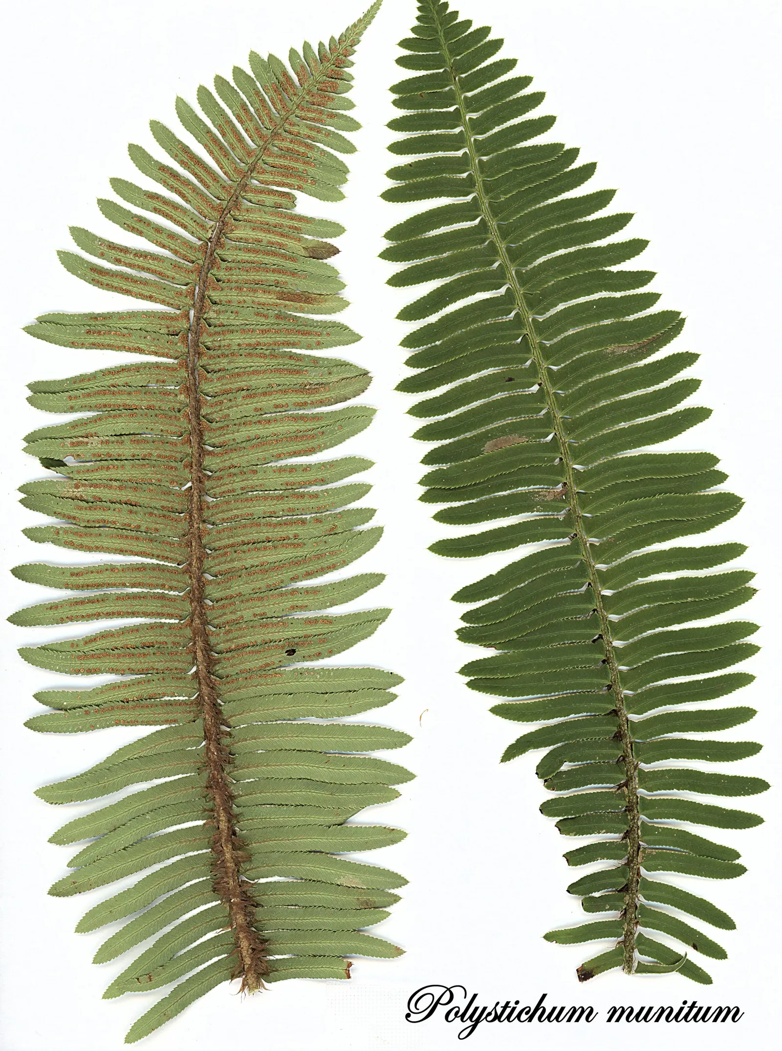 Western Sword Fern (Polystichum Munitum) — fern for half or shade; polystichum munitum is ideal for woodland gardens, image 60