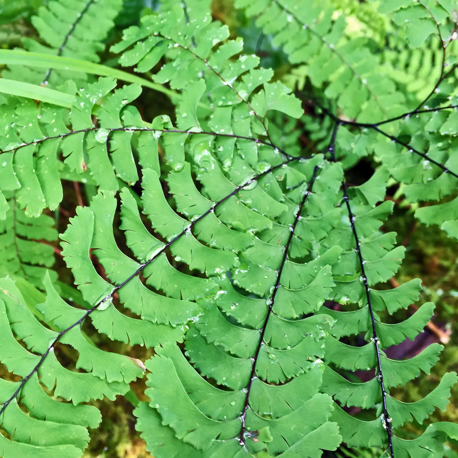 Western Sword Fern (Polystichum Munitum) — It sports dark green, sword-like fronds that form a lush, fountain-like clump
