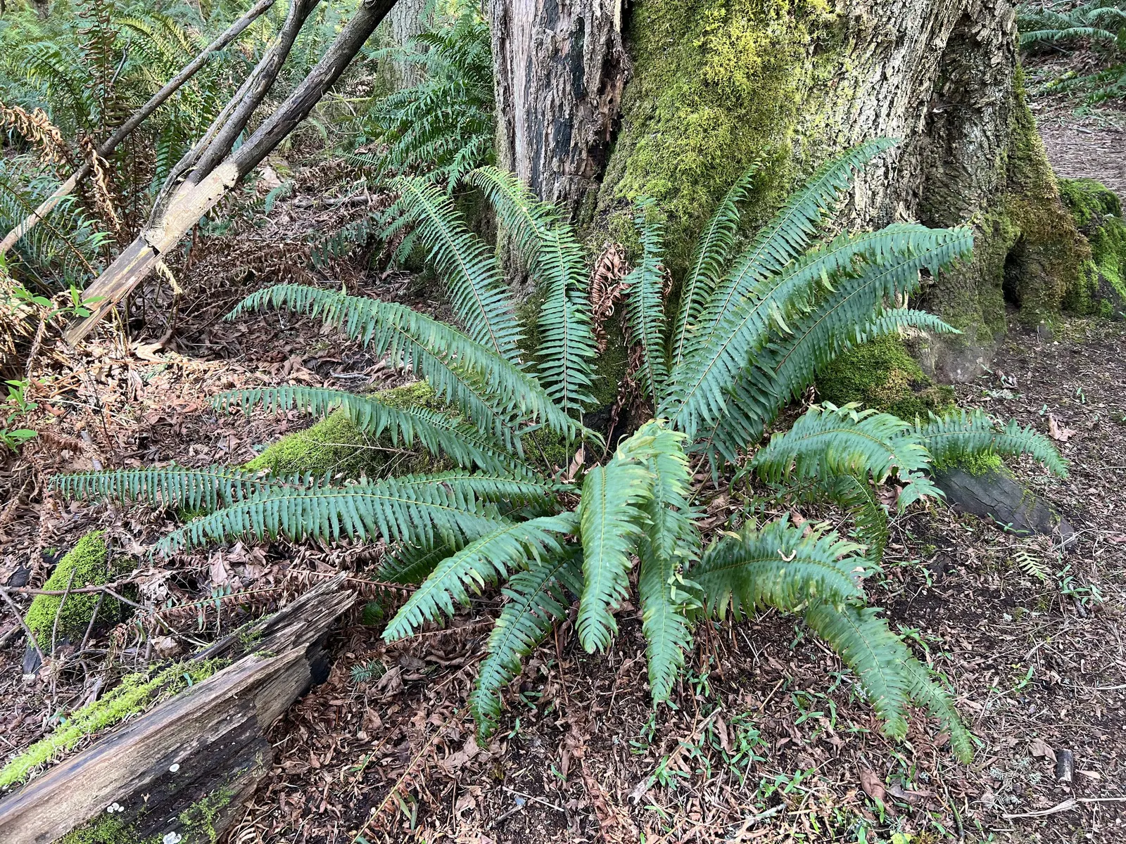 Western Sword Fern (Polystichum Munitum) — Ideal for woodland gardens, it offers low maintenance, deer resistance, and year-round visual interest, image 24