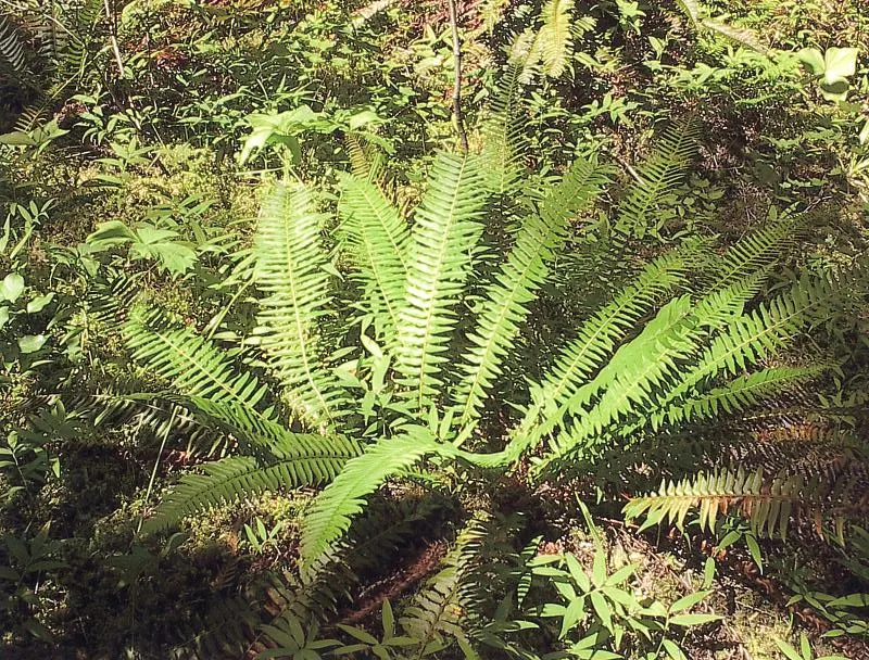 Western Sword Fern (Polystichum Munitum) — evergreen fern native to the forest floors of western North America; this fern requires minimal care, image 66