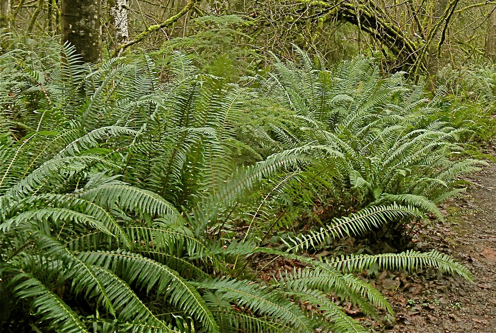 Western Sword Fern (Polystichum Munitum) — The fern prefers partial to full shade and thrives in moist, well-draining soil that is rich in organic, image 54