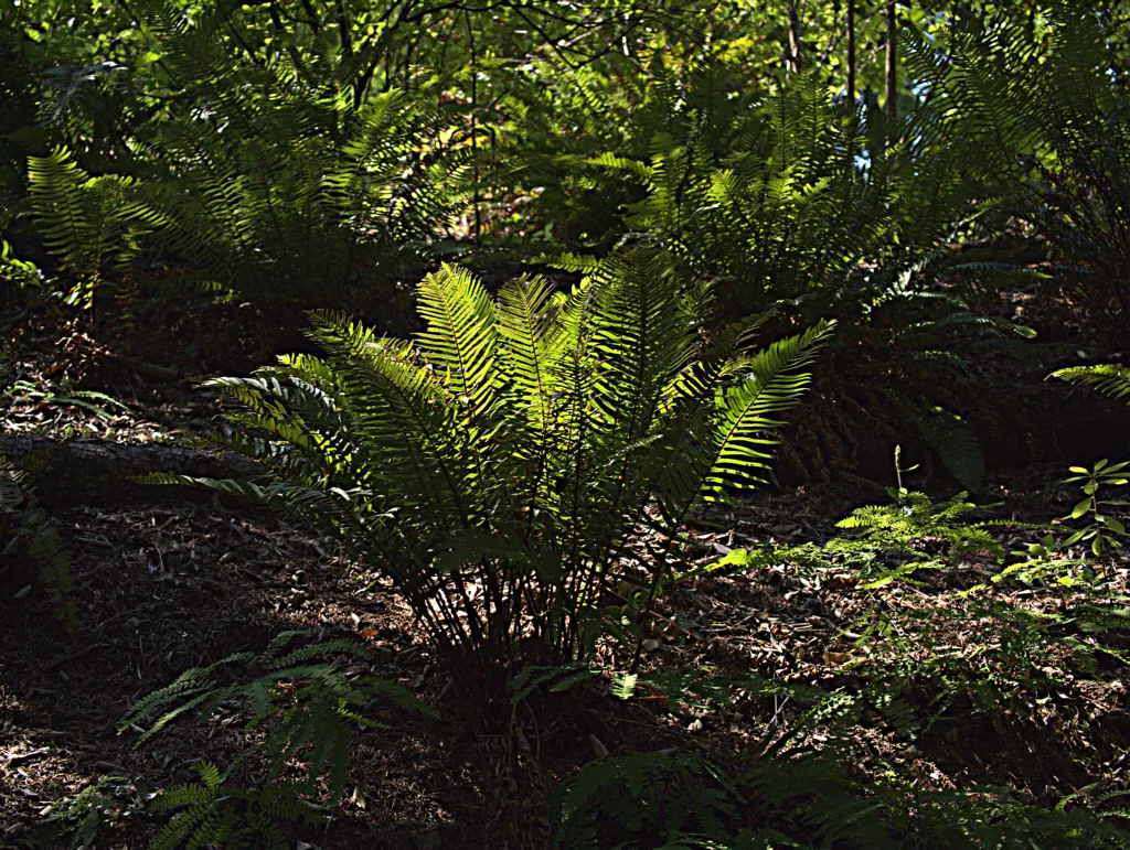 Western Sword Fern (Polystichum Munitum) — Noted for its regal and sword-like fronds; evergreen fern native to the forest floors of western North, image 67