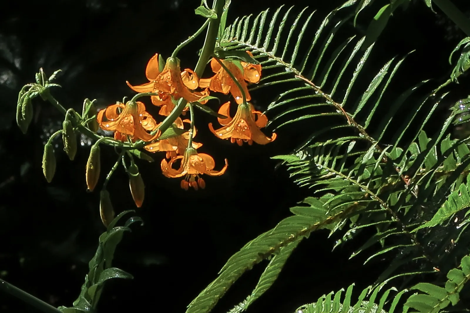 Western Sword Fern (Polystichum Munitum) — year-round verdant presence.<br><br>Each frond of the Western Sword Fern is comprised of numerous dark green; noted