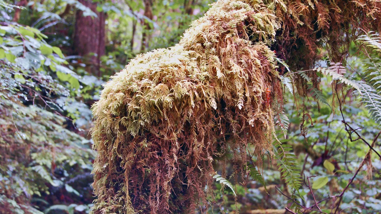 Western Sword Fern (Polystichum Munitum) — While it requires consistent moisture; it sports dark green, sword-like fronds that form a lush, image 55