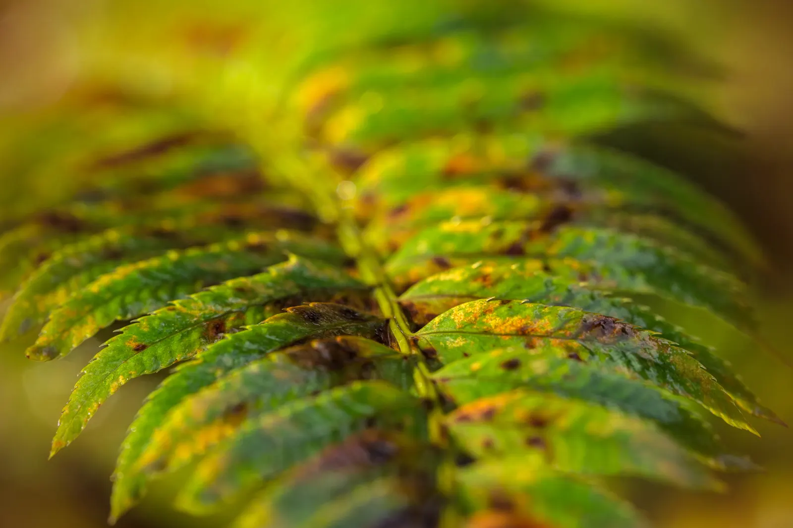 Western Sword Fern (Polystichum Munitum) — have a slightly serrated edge and emerge from the crown in a vase-like formation