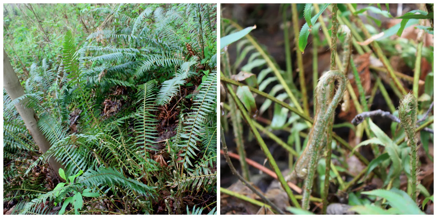 Western Sword Fern (Polystichum Munitum) — it typically reaches a mature size of 3 to 6 feet in height and spreads 2 to 4 feet; have a slightly, image 68