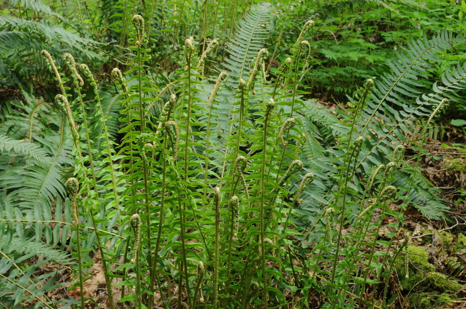 Western Sword Fern (Polystichum Munitum) — Hardy in USDA Zones 3-8, it thrives in part to full shade and requires well-drained, moist soil; it is, image 63