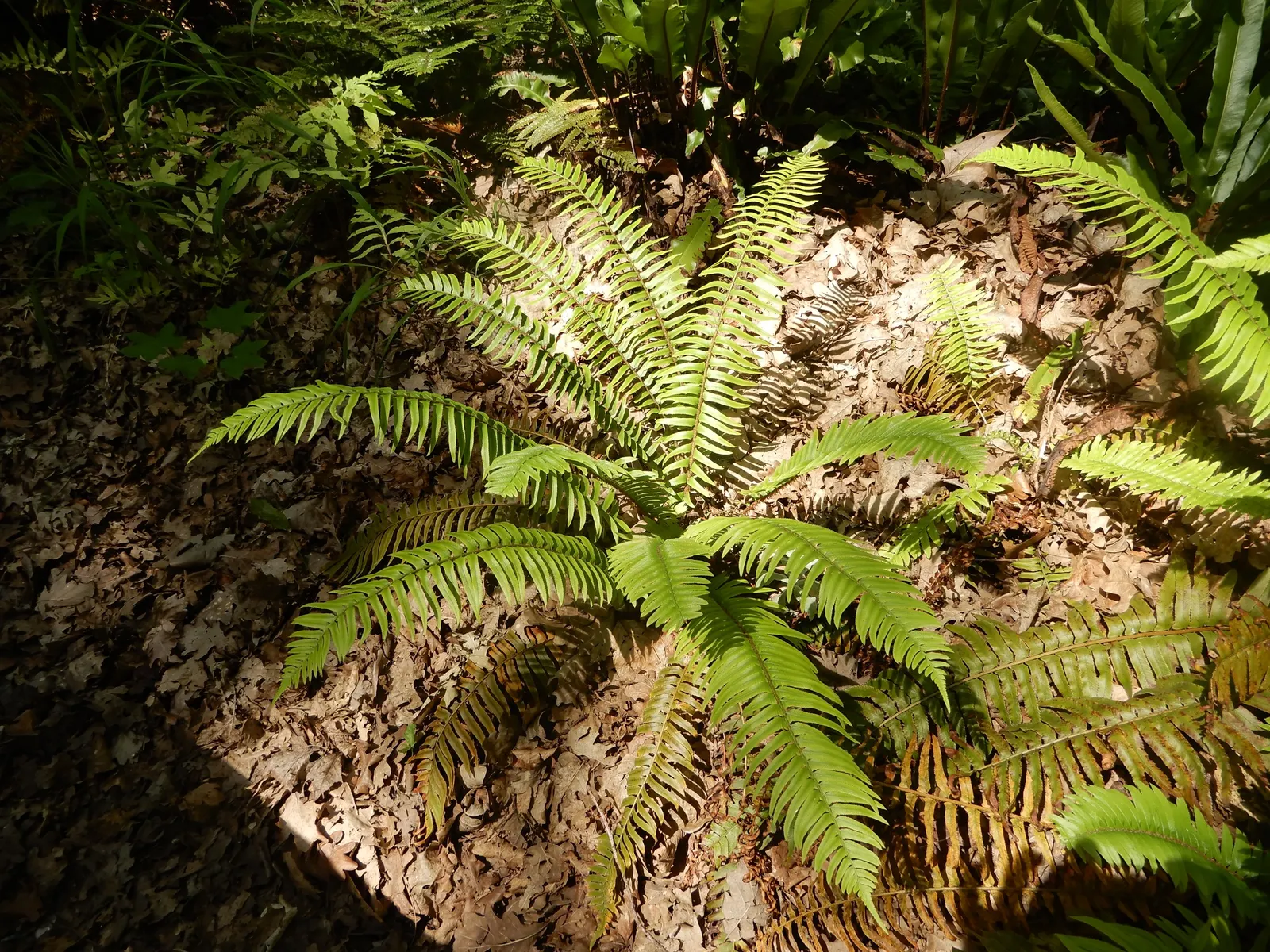 Western Sword Fern (Polystichum Munitum) — rewarding landscape designs with a reliable; fern for half or shade, image 49