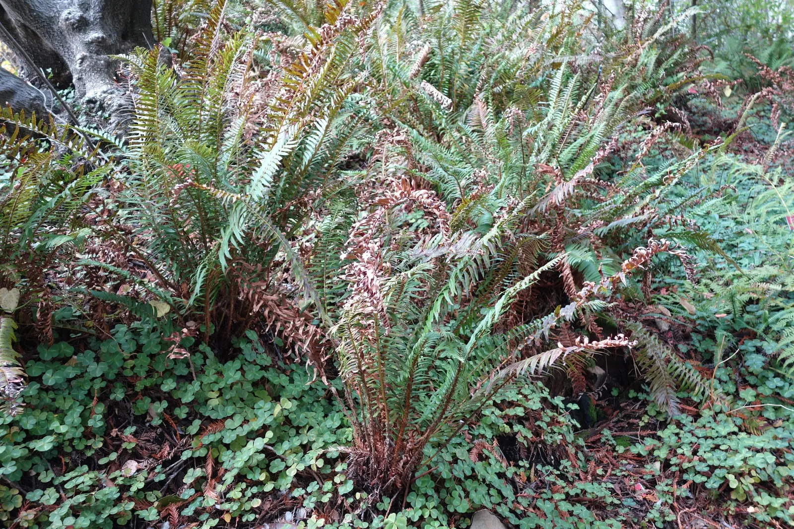 Western Sword Fern (Polystichum Munitum) — it is also important to avoid waterlogged conditions.<br><br>Hardy to USDA zones 5 through 8; rewarding, image 56