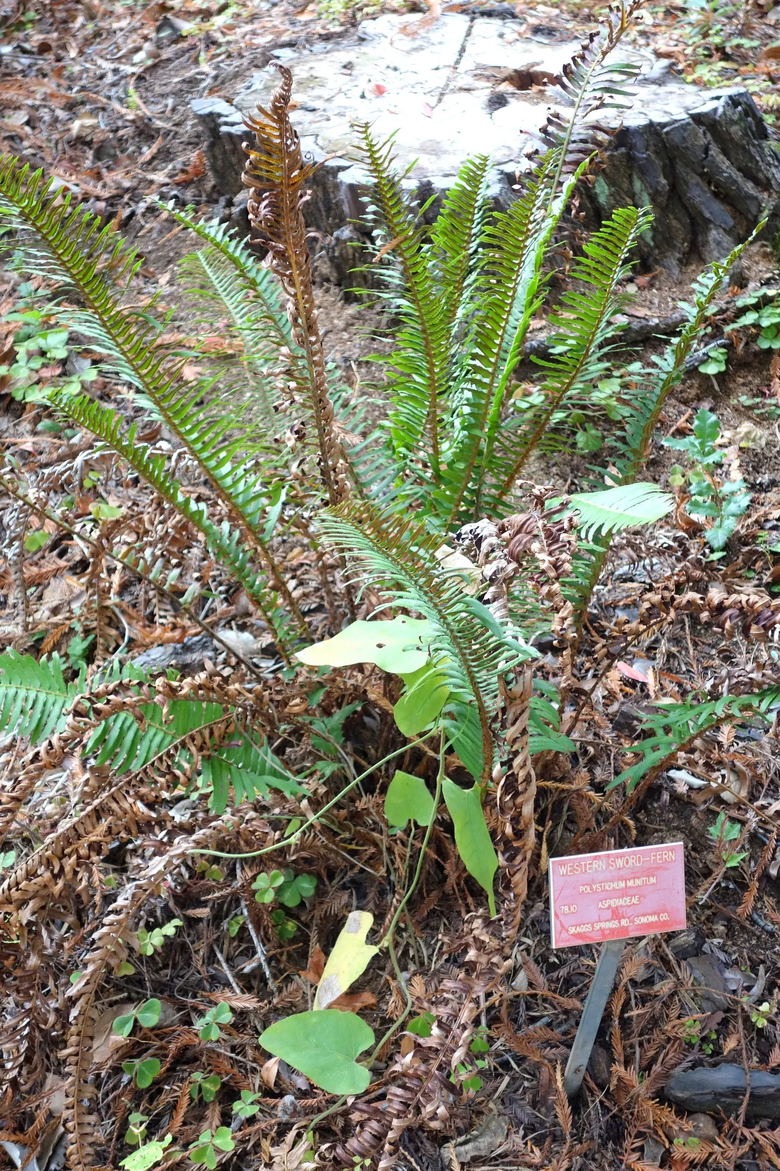 Western Sword Fern (Polystichum Munitum) — year-round verdant presence.<br><br>Each frond of the Western Sword Fern is comprised of numerous dark, image 50