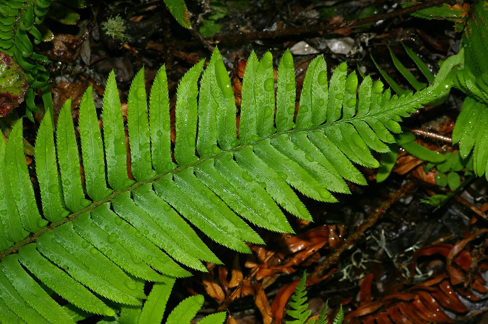 Western Sword Fern (Polystichum Munitum) — lanceolate leaflets that are neatly aligned in a herringbone pattern along its central stalk; the fern, image 71