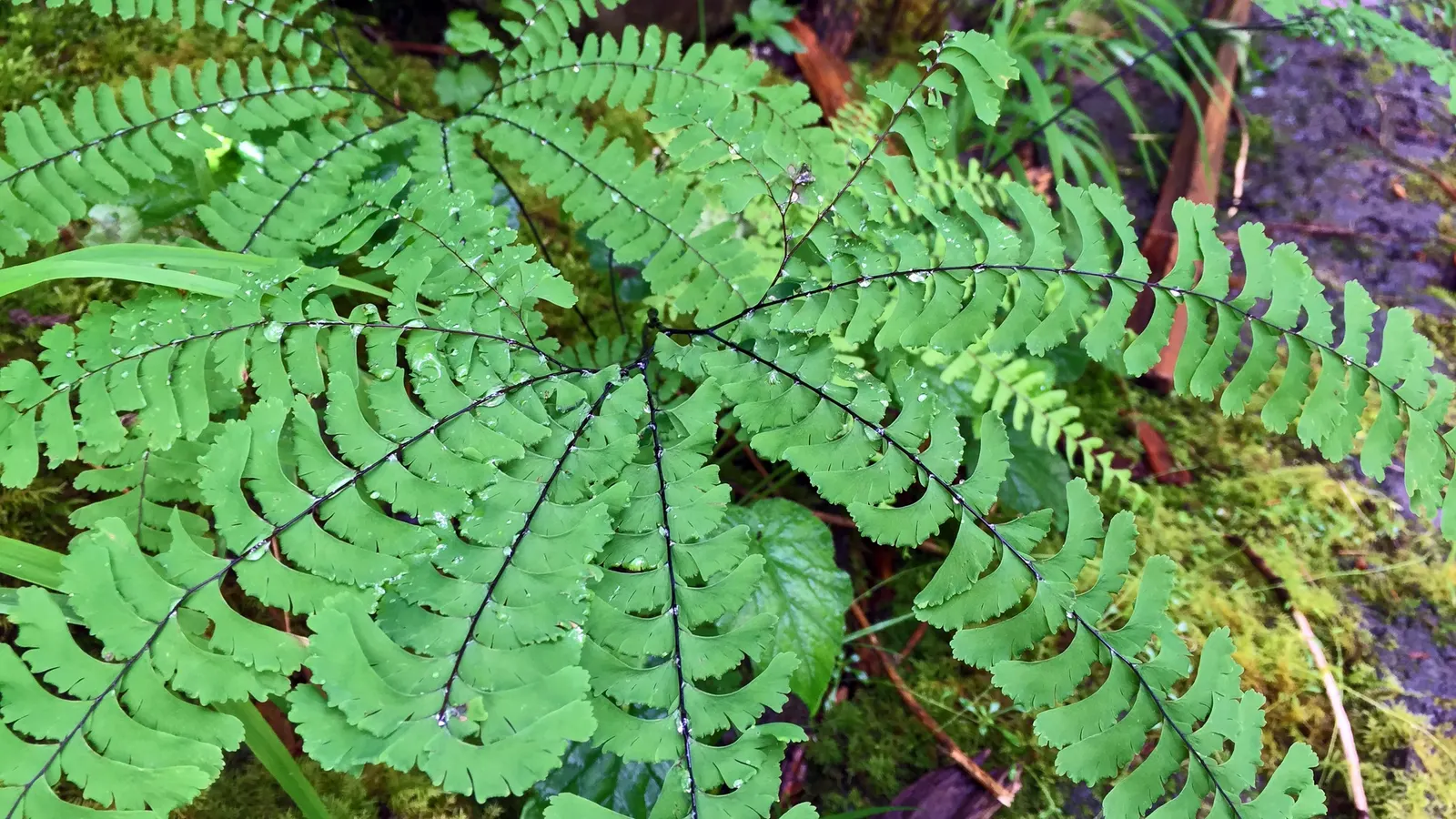 Western Sword Fern (Polystichum Munitum) — year-round verdant presence.<br><br>Each frond of the Western Sword Fern is comprised of numerous dark, image 70