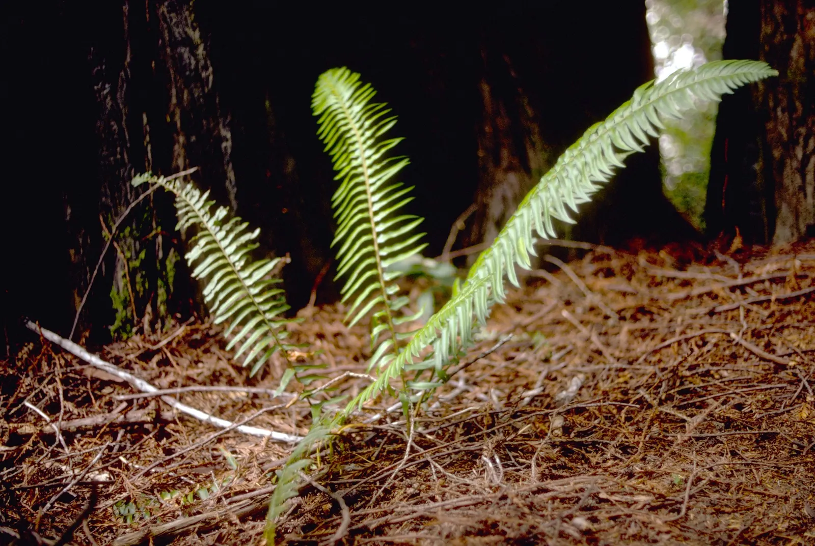 Western Sword Fern (Polystichum Munitum) — Polystichum munitum is ideal for woodland gardens; it is also important to avoid waterlogged