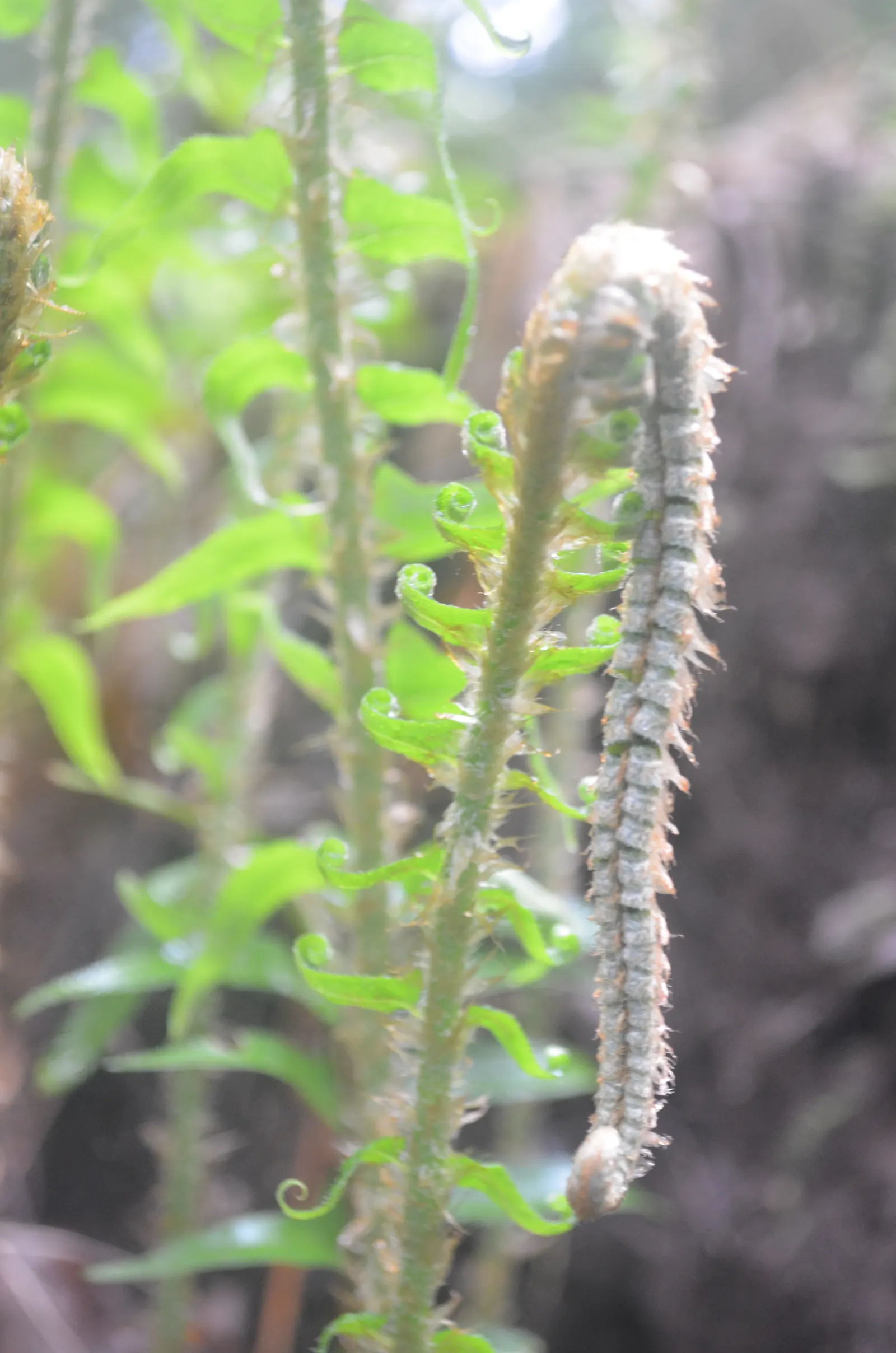 Western Sword Fern (Polystichum Munitum) — it typically reaches a mature size of 3 to 6 feet in height and spreads 2 to 4 feet; have a slightly, image 48