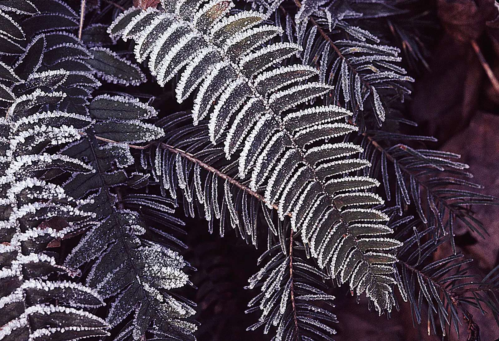 Western Sword Fern (Polystichum Munitum) — It sports dark green, sword-like fronds that form a lush, fountain-like clump; lanceolate leaflets that, image 42