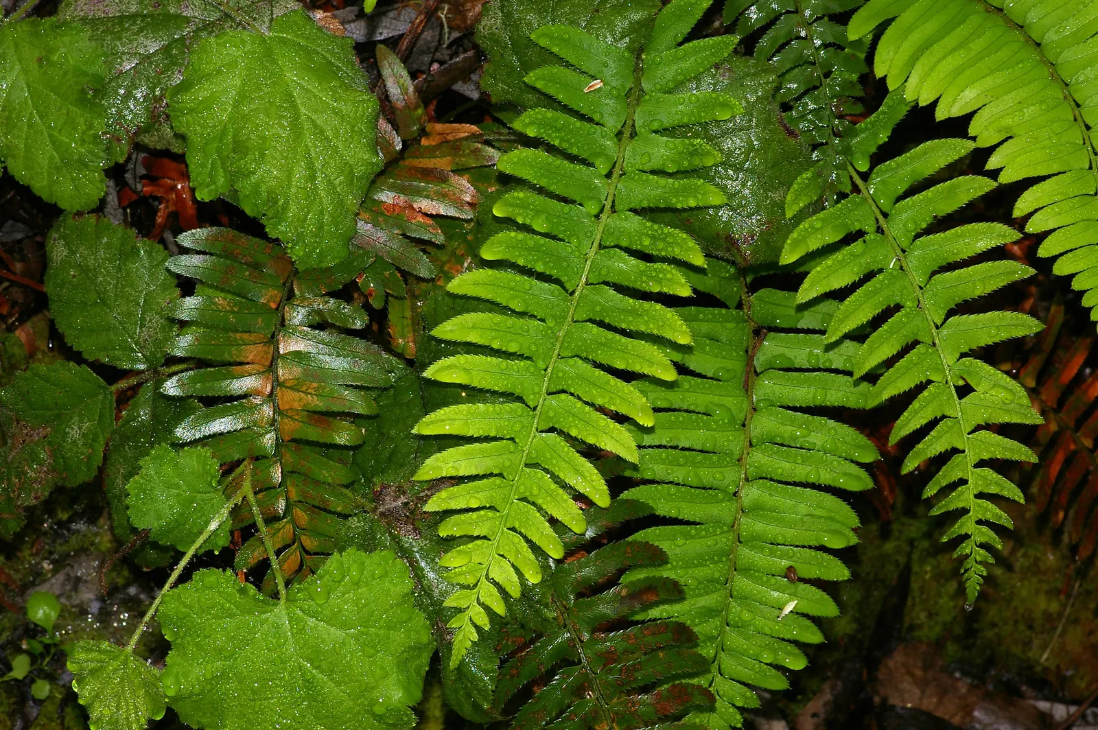 Western Sword Fern (Polystichum Munitum) — scientifically known as Polystichum munitum; usually 1 to 4 inches long