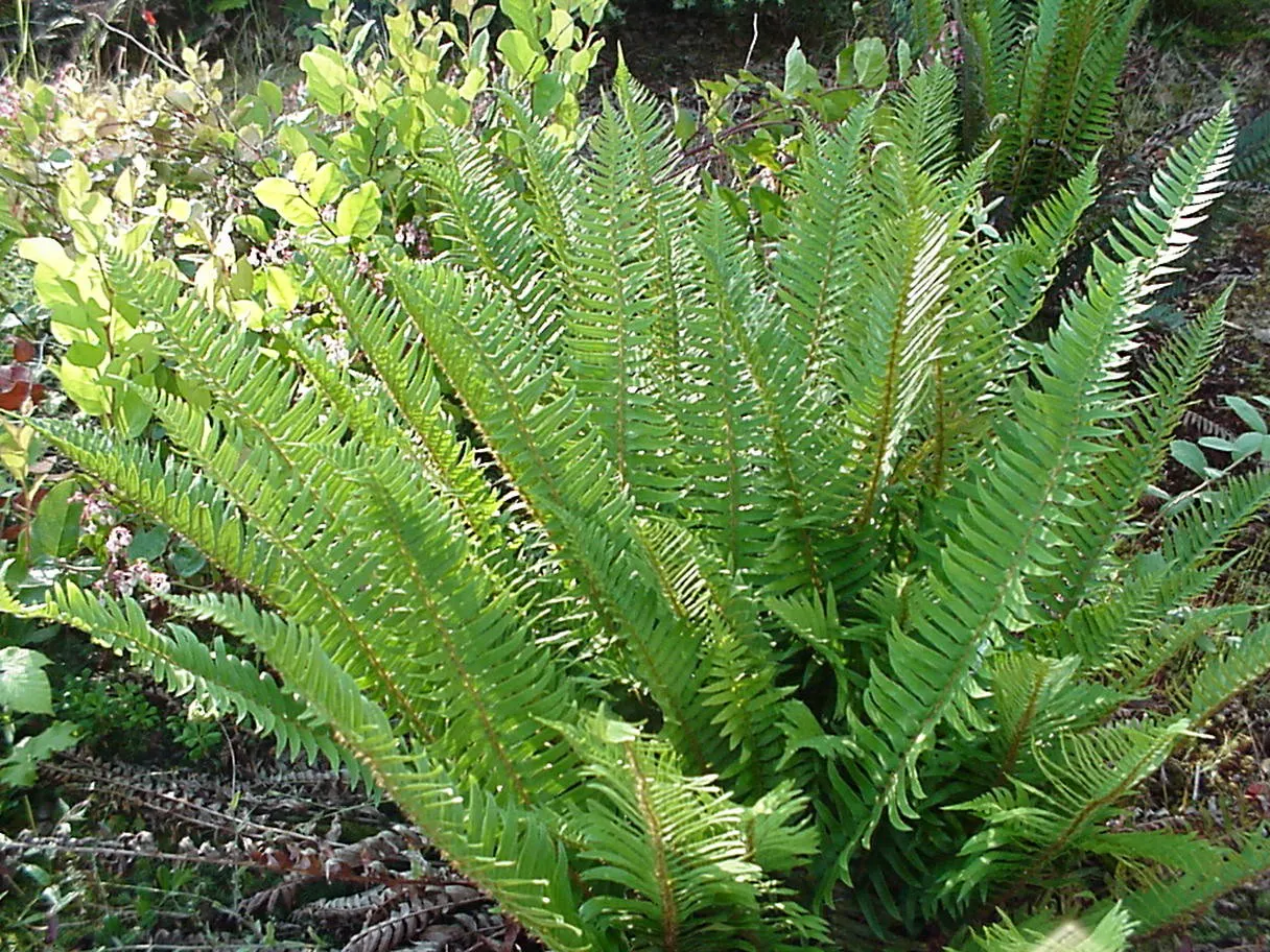 Western Sword Fern (Polystichum Munitum) — Ideal for woodland gardens, it offers low maintenance, deer resistance, and year-round visual interest, image 64