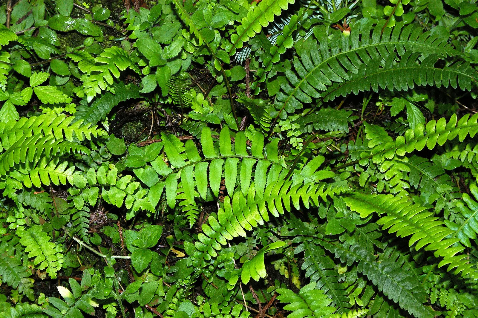 Western Sword Fern (Polystichum Munitum) — Hardy in USDA Zones 3-8, it thrives in part to full shade and requires well-drained, moist soil; it is, image 43