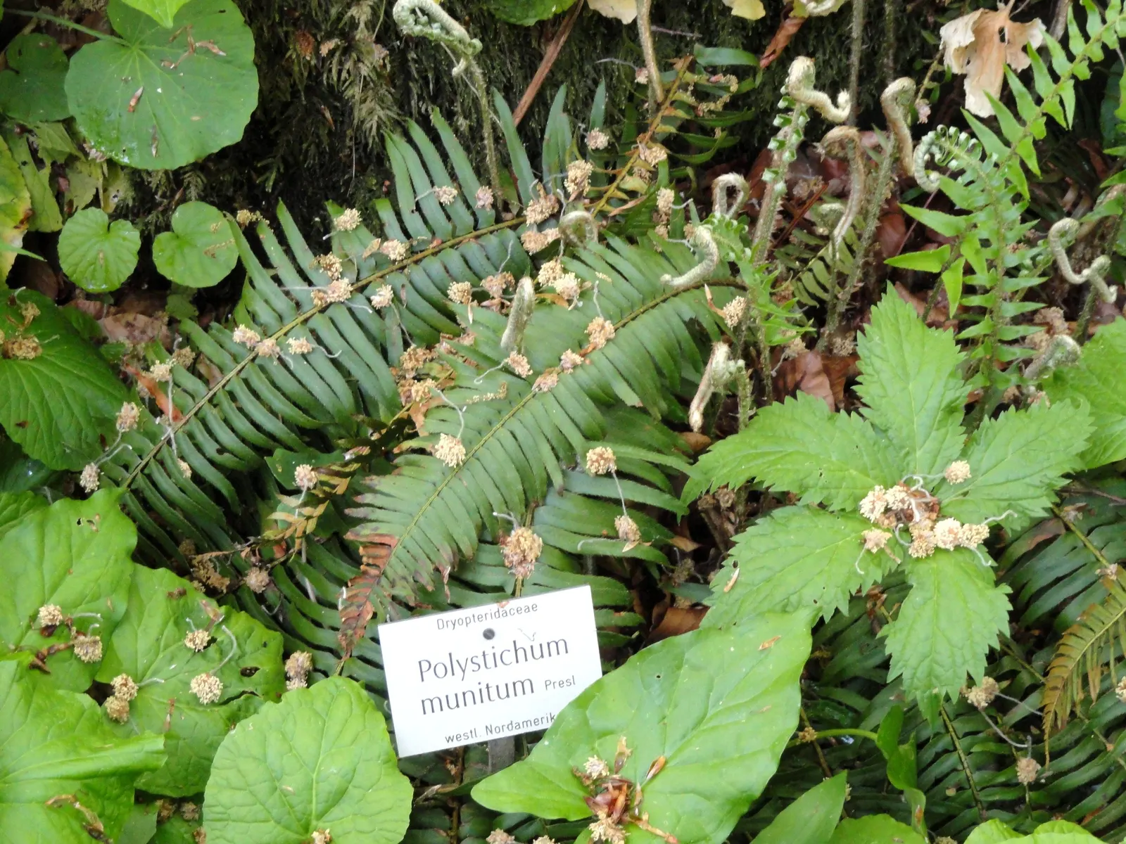 Western Sword Fern (Polystichum Munitum) — have a slightly serrated edge and emerge from the crown in a vase-like formation; it typically reaches a, image 53
