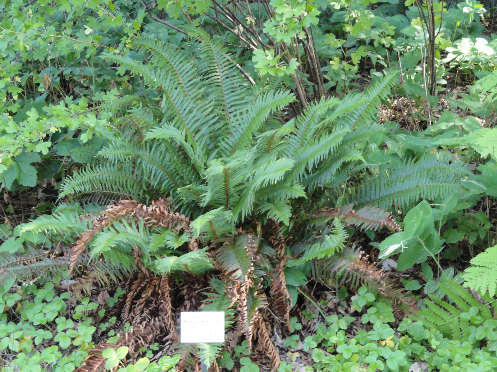 Western Sword Fern (Polystichum Munitum) — lanceolate leaflets that are neatly aligned in a herringbone pattern along its central stalk; the fern, image 51