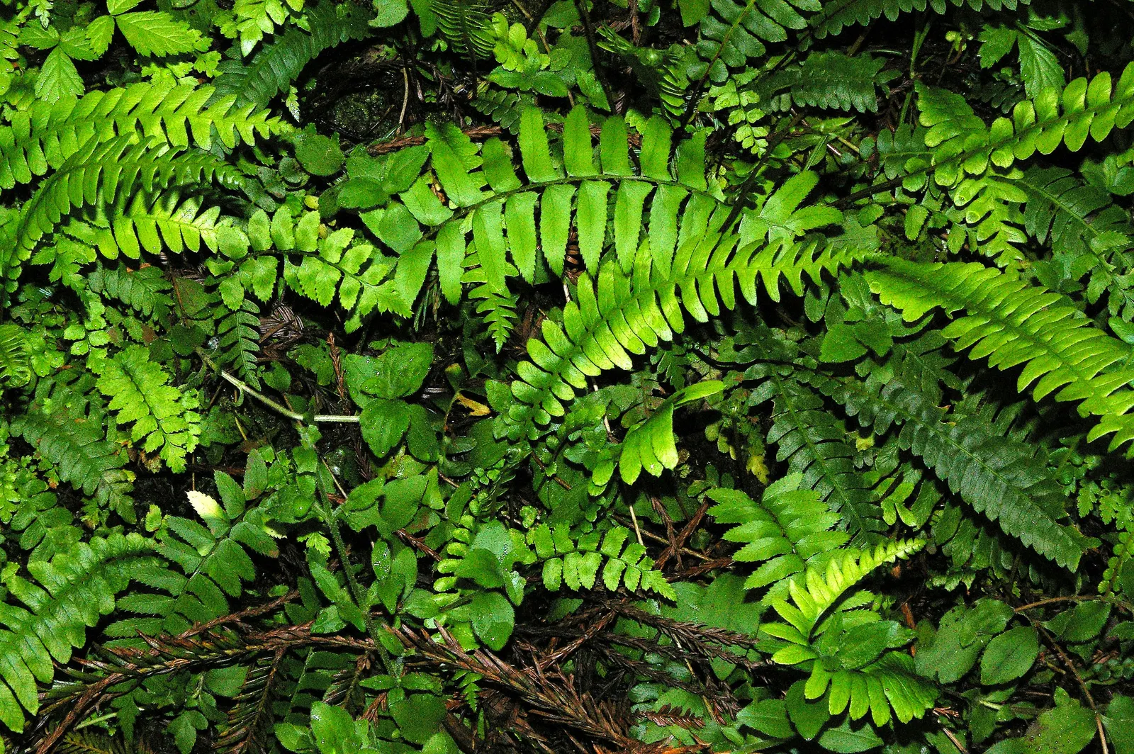 Western Sword Fern (Polystichum Munitum) — fern for half or shade; polystichum munitum is ideal for woodland gardens