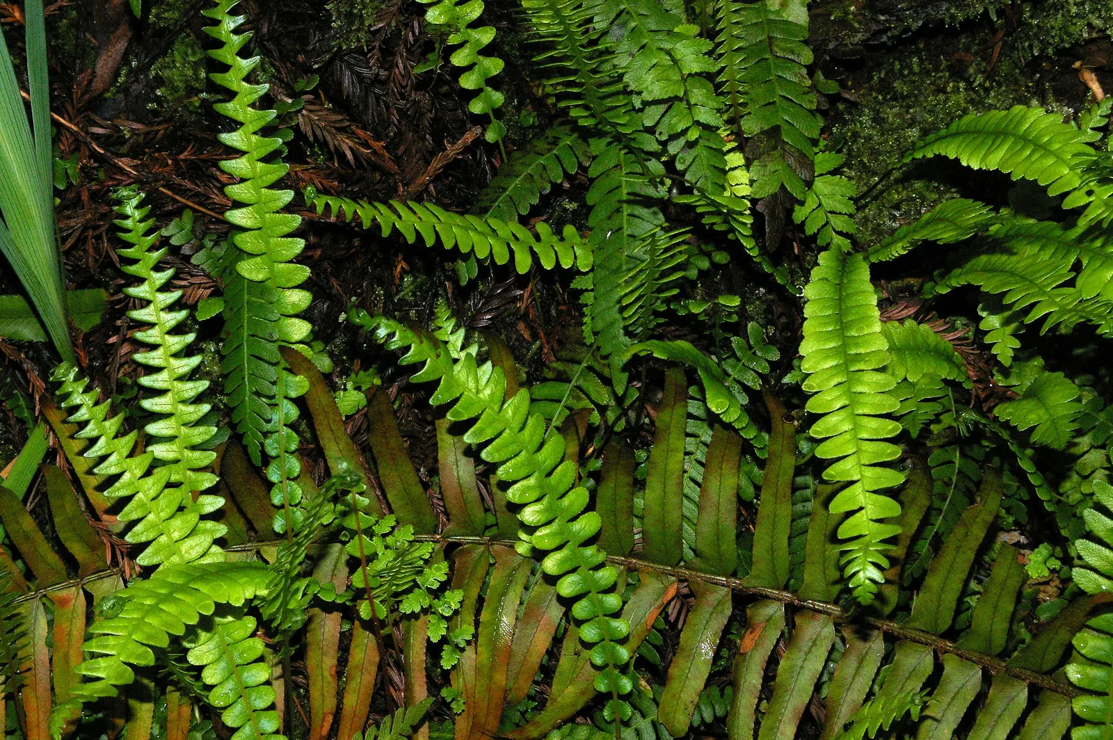 Western Sword Fern (Polystichum Munitum) — have a slightly serrated edge and emerge from the crown in a vase-like formation; it typically reaches a, image 73