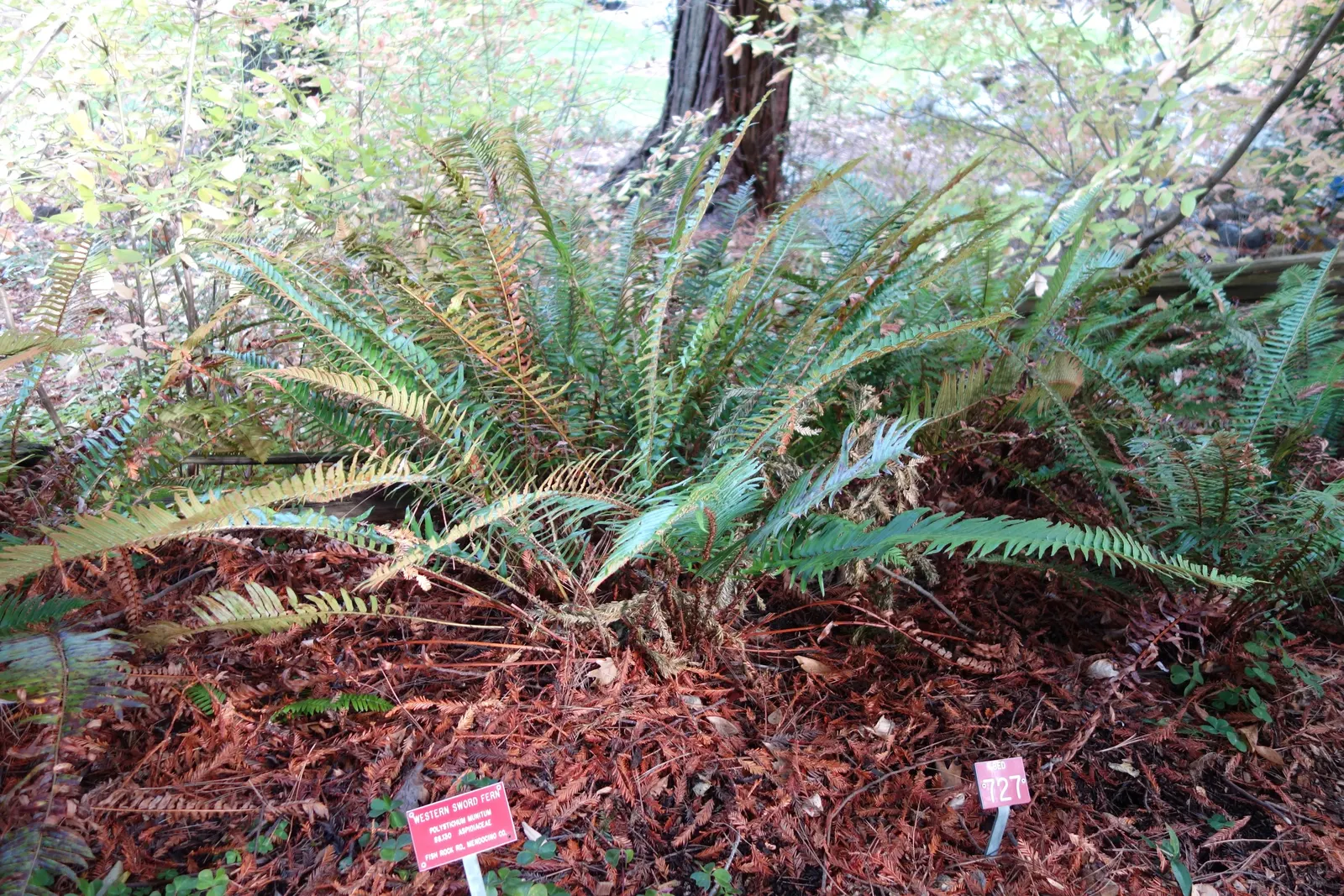 Western Sword Fern (Polystichum Munitum) — usually 1 to 4 inches long; evergreen fern reaching 3-6 feet in height and spreading up to 4 feet, image 52