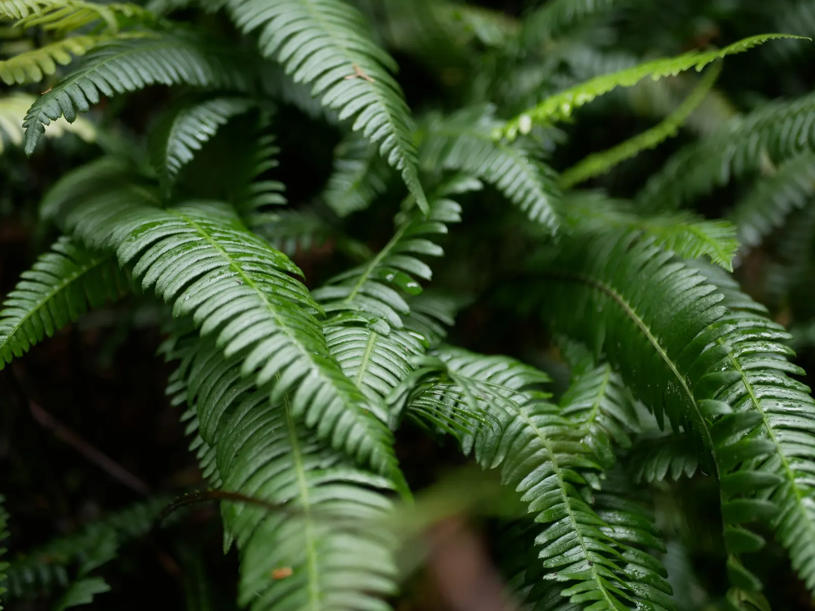 Western Sword Fern (Polystichum Munitum) — evergreen fern reaching 3-6 feet in height and spreading up to 4 feet