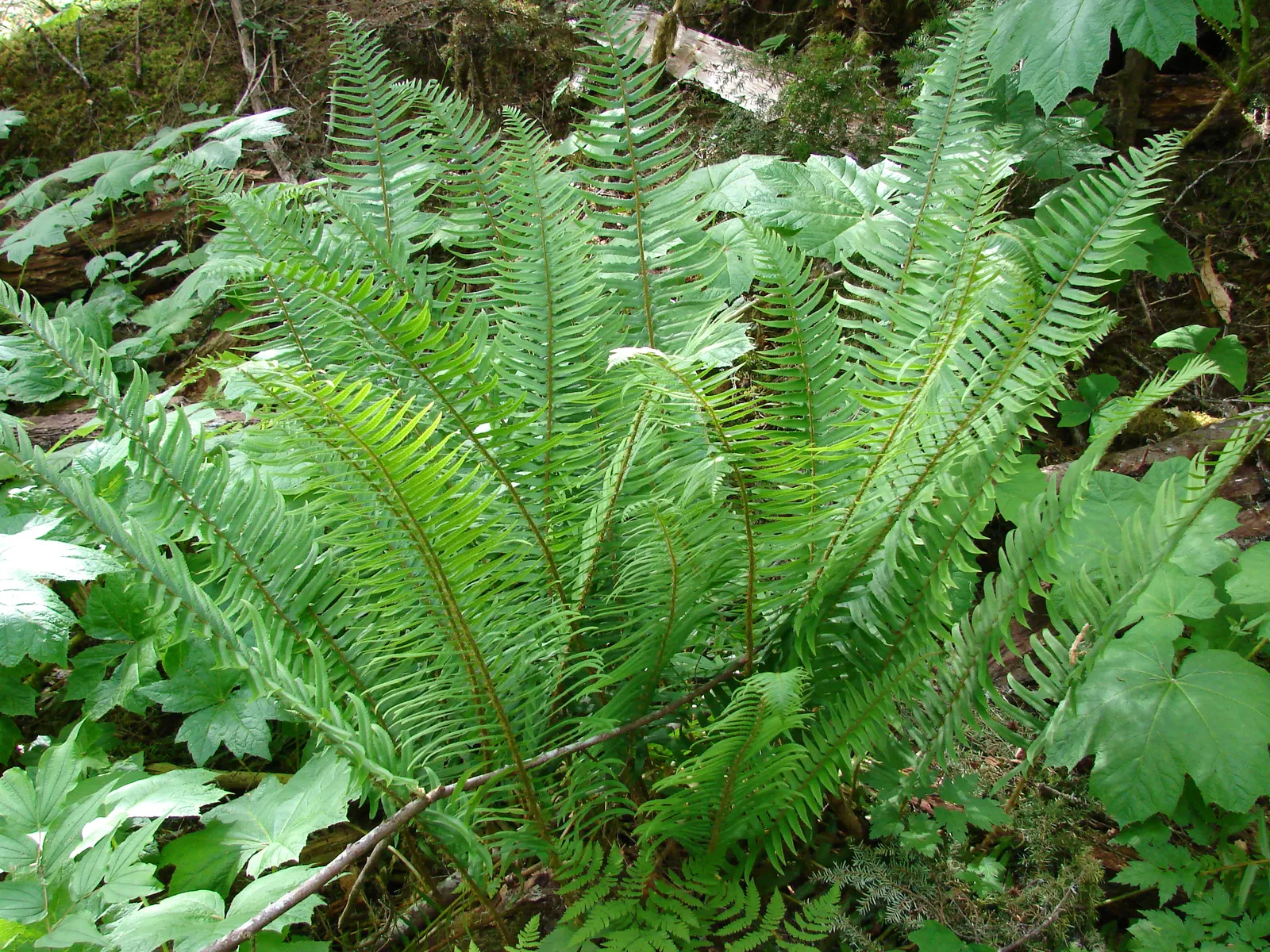 Western Sword Fern (Polystichum Munitum) — Noted for its regal and sword-like fronds; evergreen fern native to the forest floors of western North America