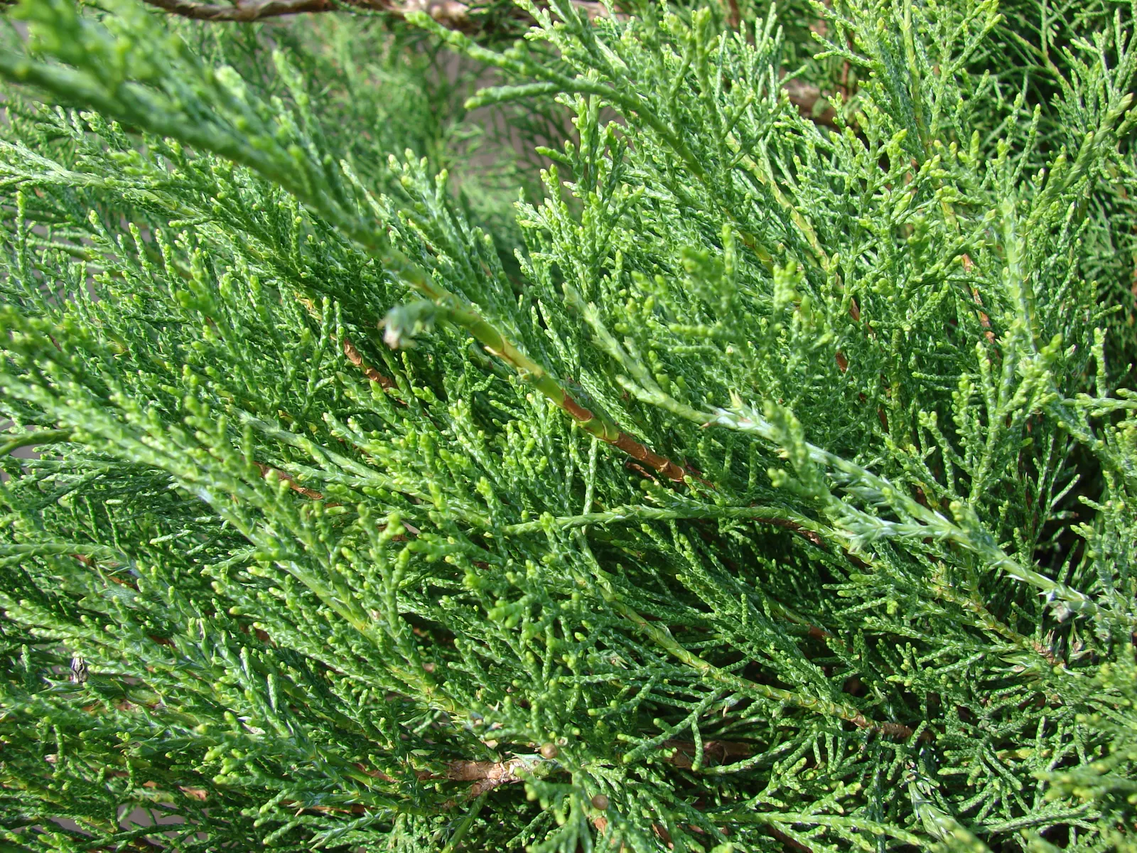 Arcadia Juniper (Juniperus Sabina 'Arcadia') — Mature specimens reach up to 18 inches tall and spread outward up to 8 feet