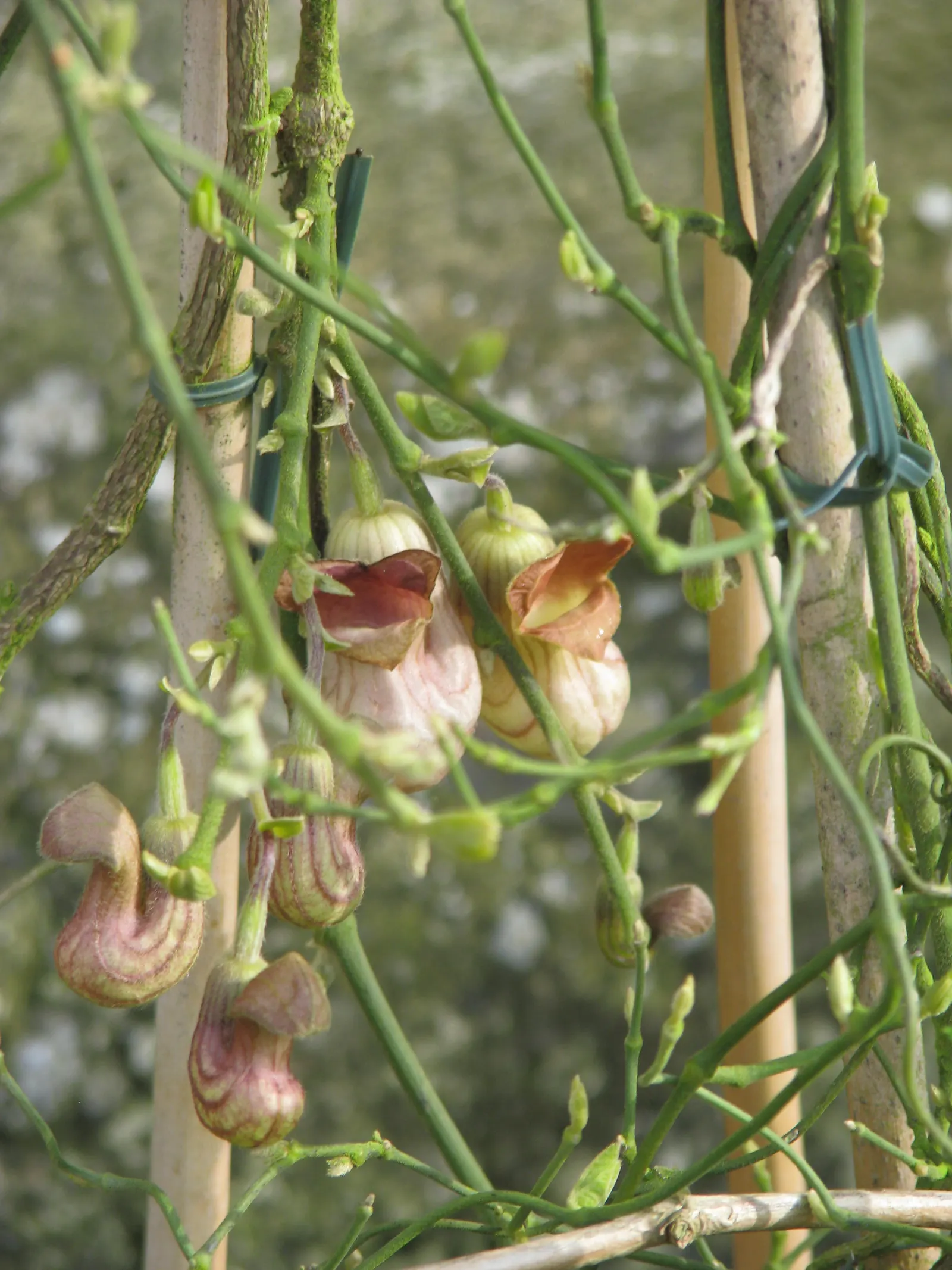 Dutchman's Pipe (Aristolochia Californica) — vine with green and multi-colored and purple and yellow blooms