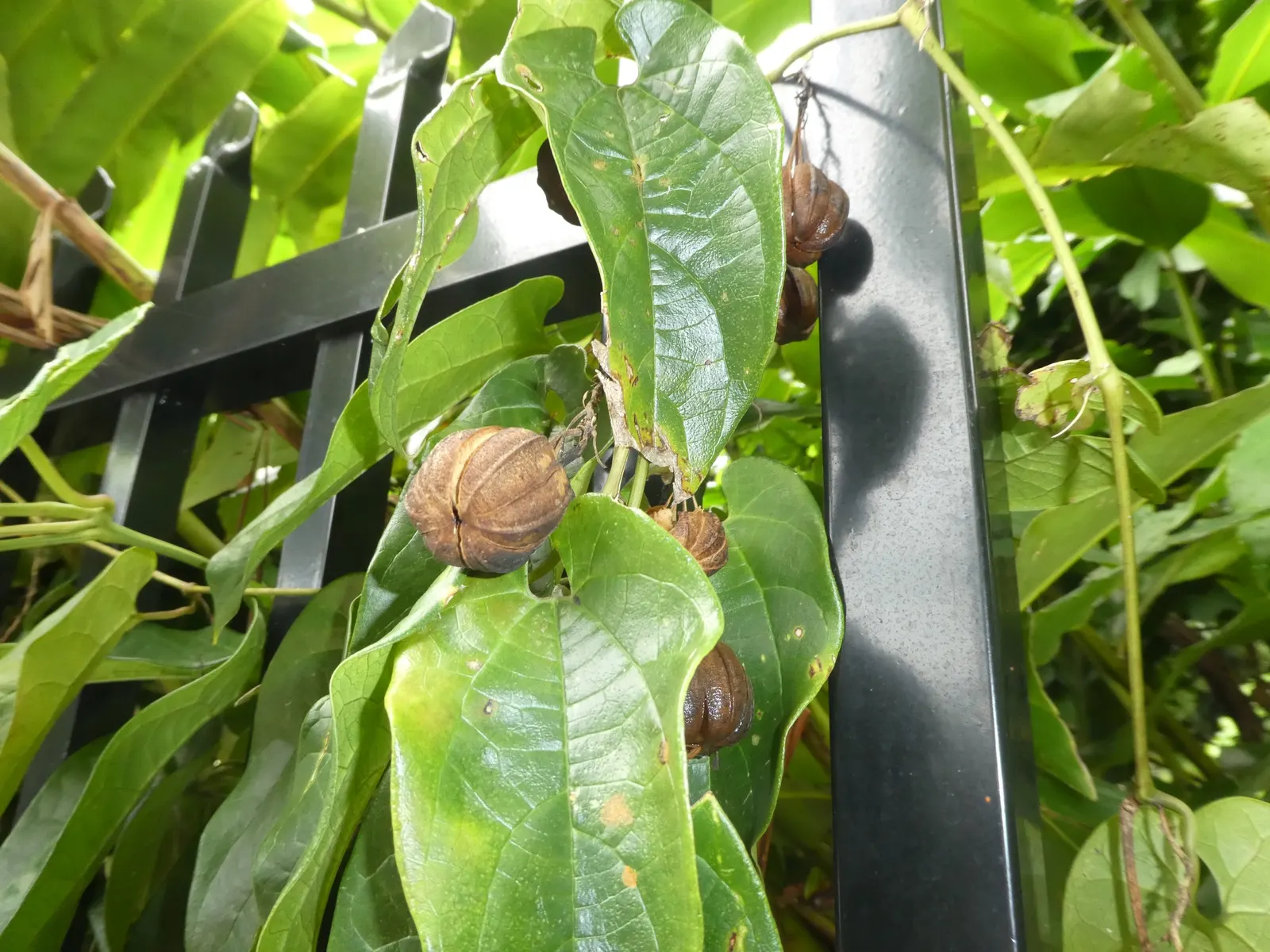 Dutchman's Pipe (Aristolochia Californica) — Thriving in USDA Zones 8-10, it prefers partial shade and grows to about 20 feet in length; especially, image 41