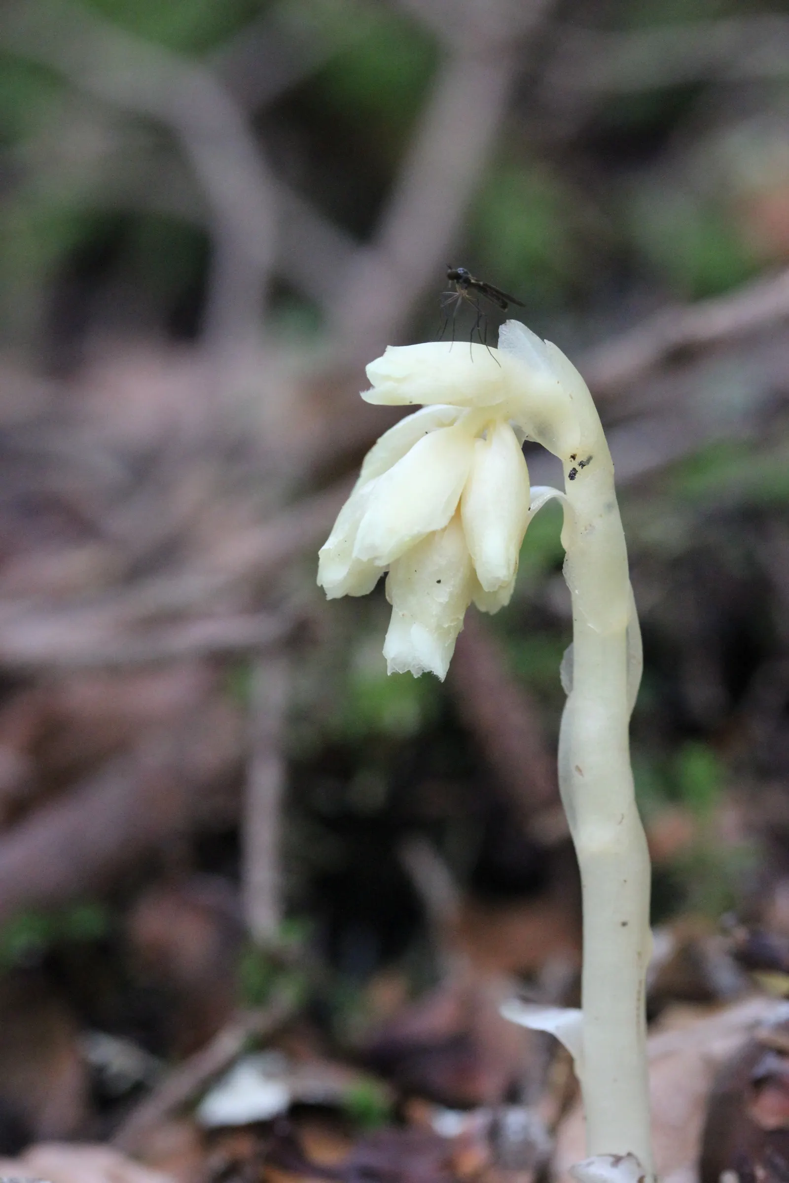 Dutchman's Pipe (Aristolochia Californica) — This vine typically reaches lengths of around 10 to 15 feet