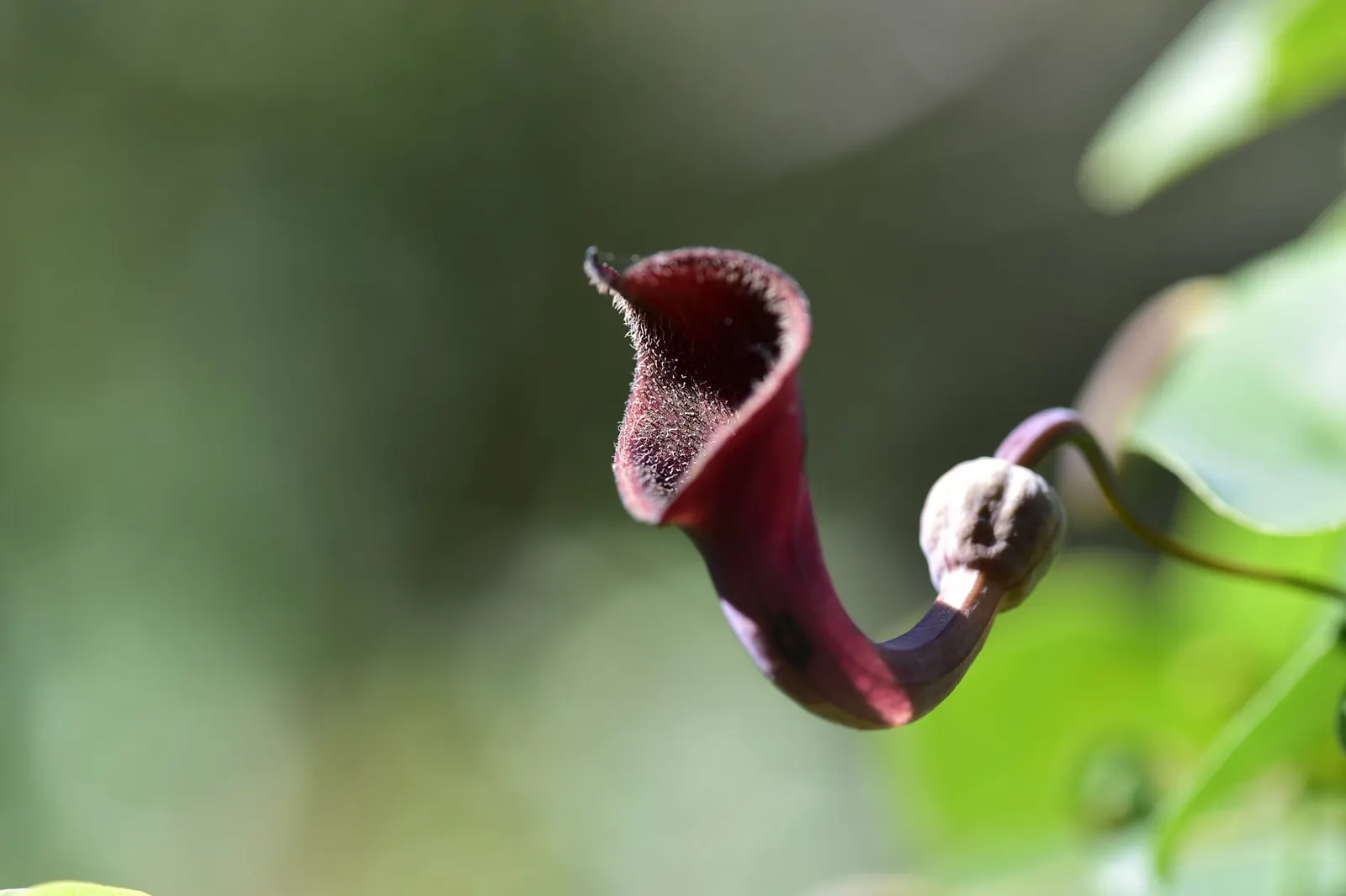 Dutchman's Pipe (Aristolochia Californica) — This species is native to the chaparral and woodland territories of California; resembling a calabash, image 48