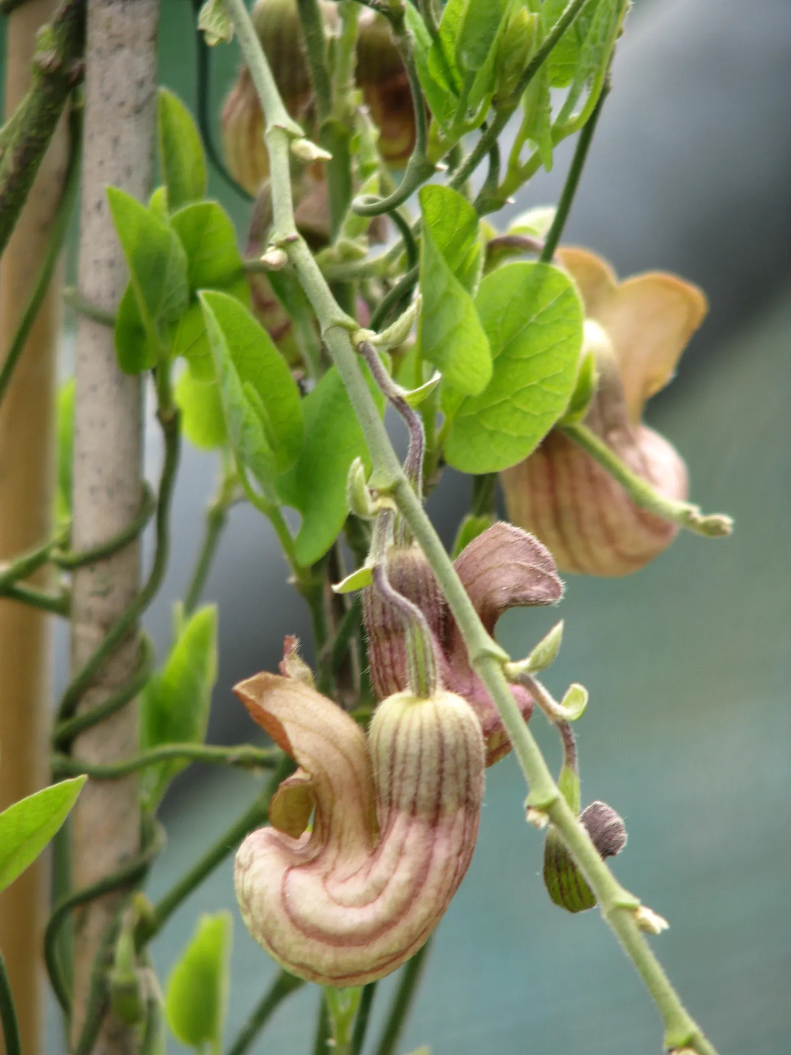 Dutchman's Pipe (Aristolochia Californica) — Its curious pipe-shaped flowers