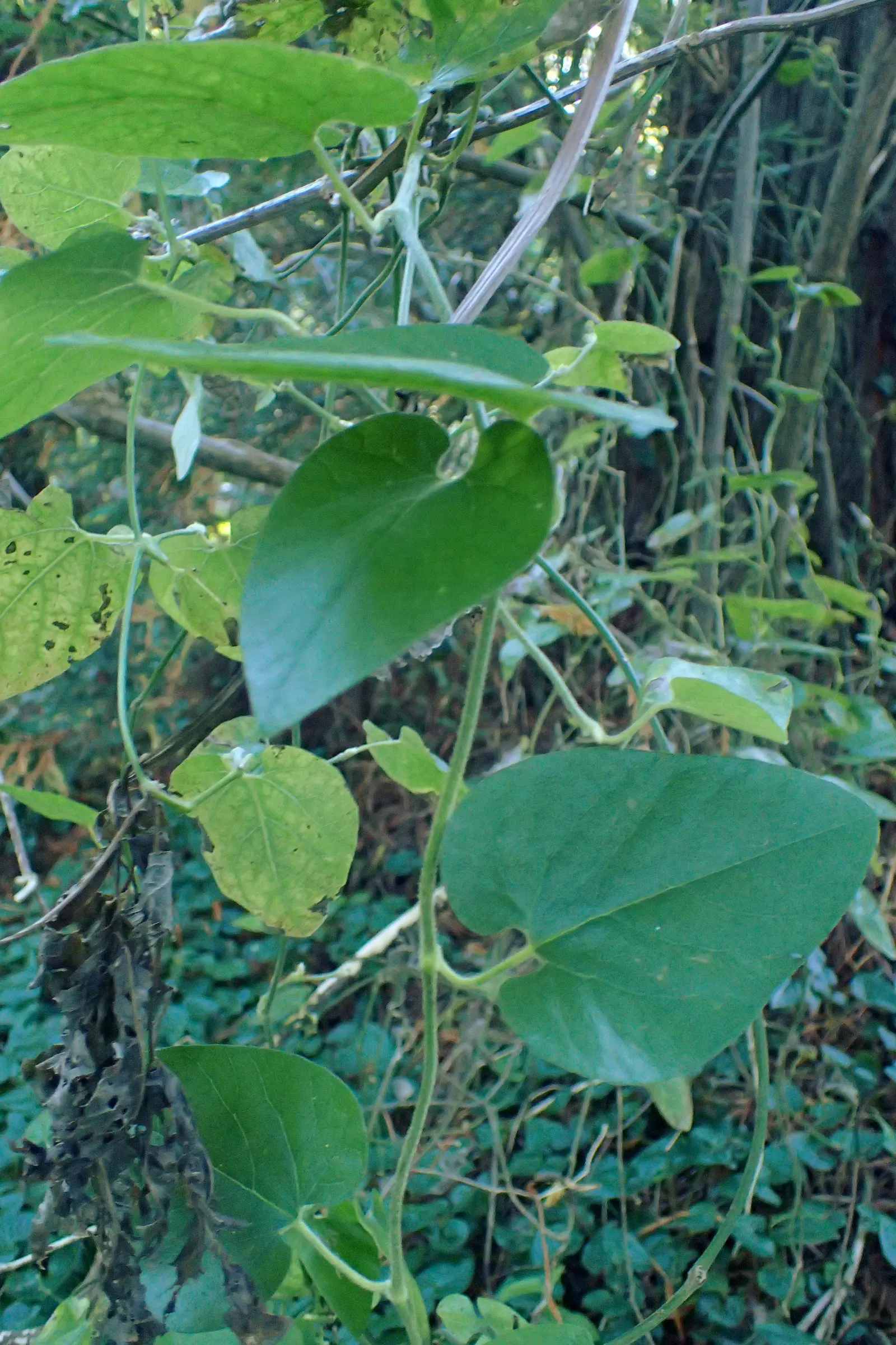 Dutchman's Pipe (Aristolochia Californica) — vine with green and multi-colored and purple and yellow blooms; its curious pipe-shaped flowers