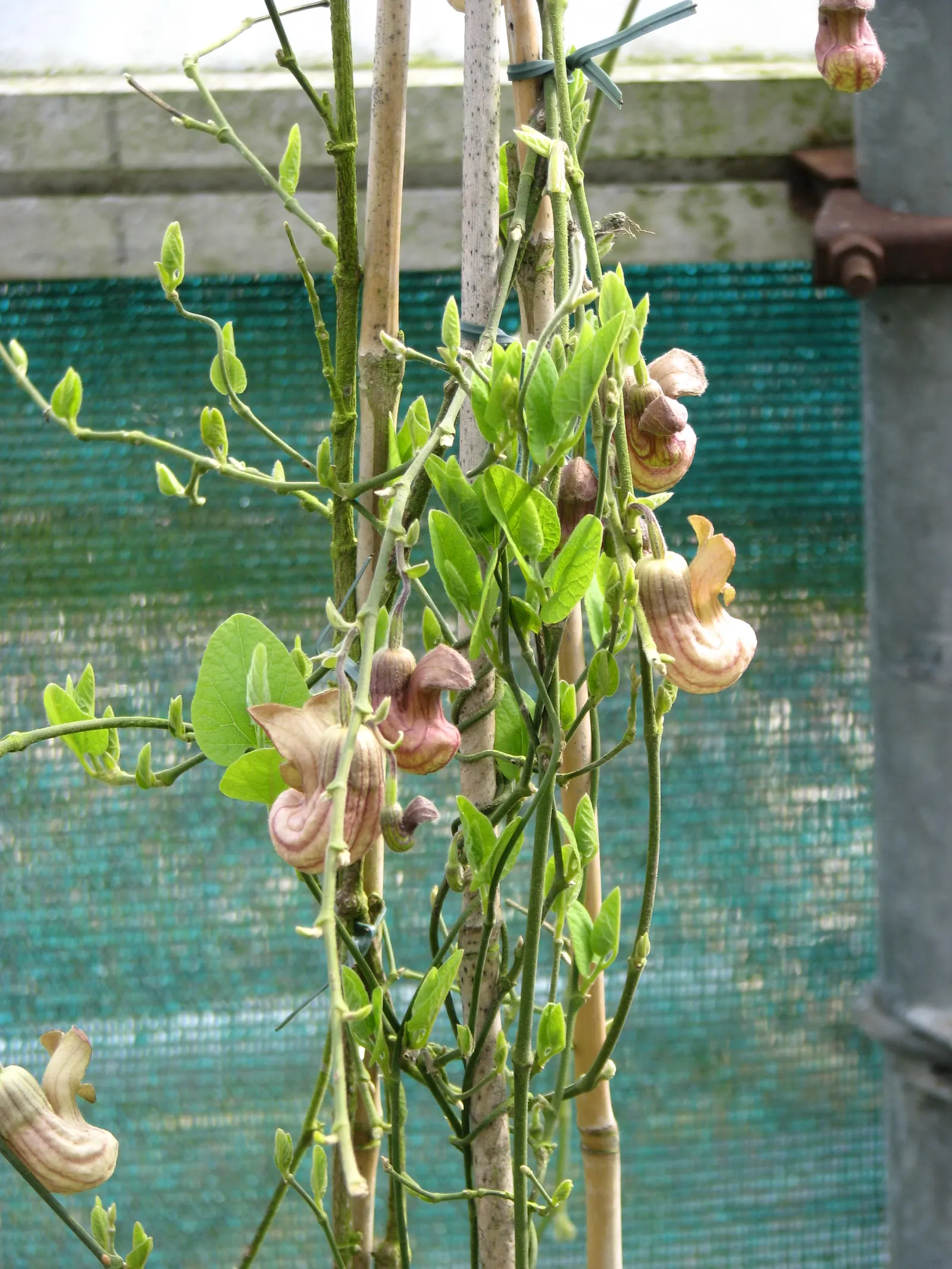 Dutchman's Pipe (Aristolochia Californica) — This California native plant is low maintenance