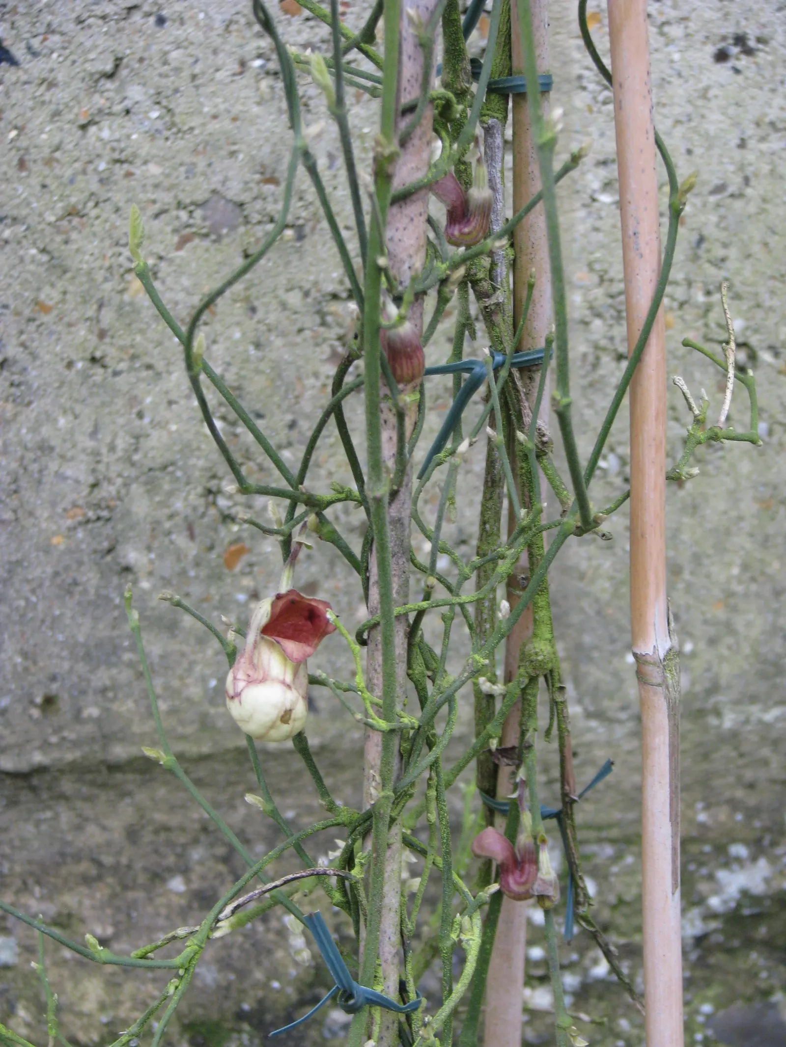 Dutchman's Pipe (Aristolochia Californica) — Its curious pipe-shaped flowers; is a distinctive vining perennial that imbues landscapes with a touch of