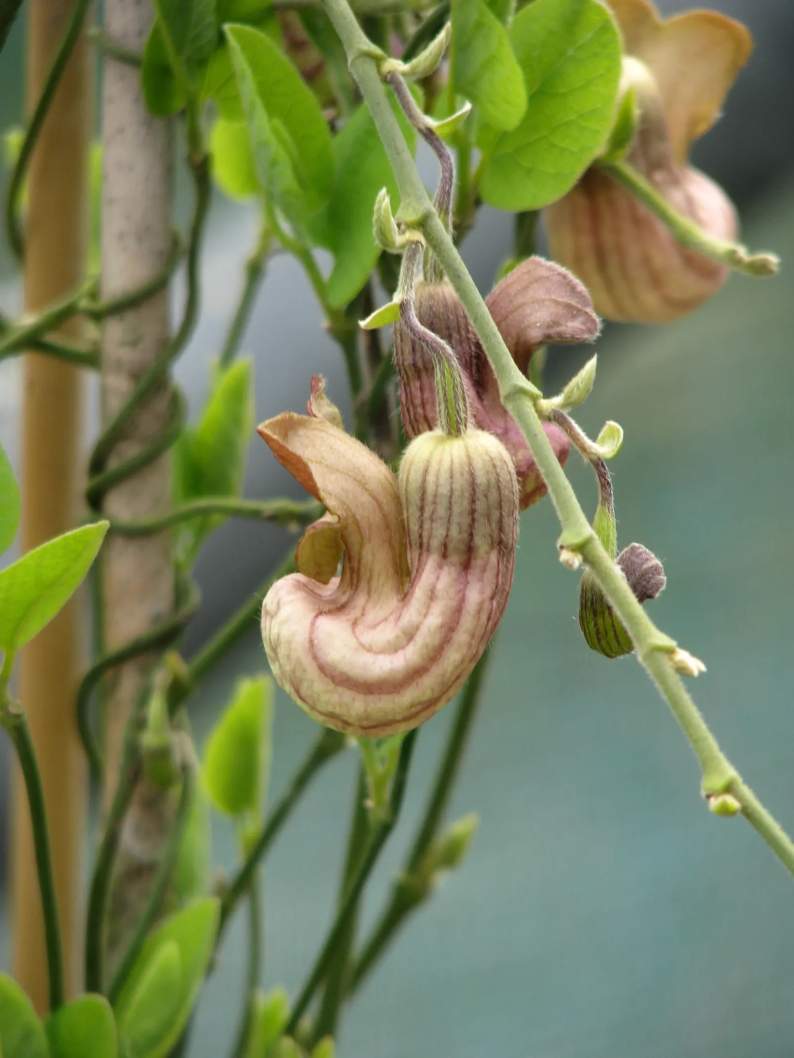 Dutchman's Pipe (Aristolochia Californica) — This California native plant is low maintenance; which bloom from late winter into early spring, image 42