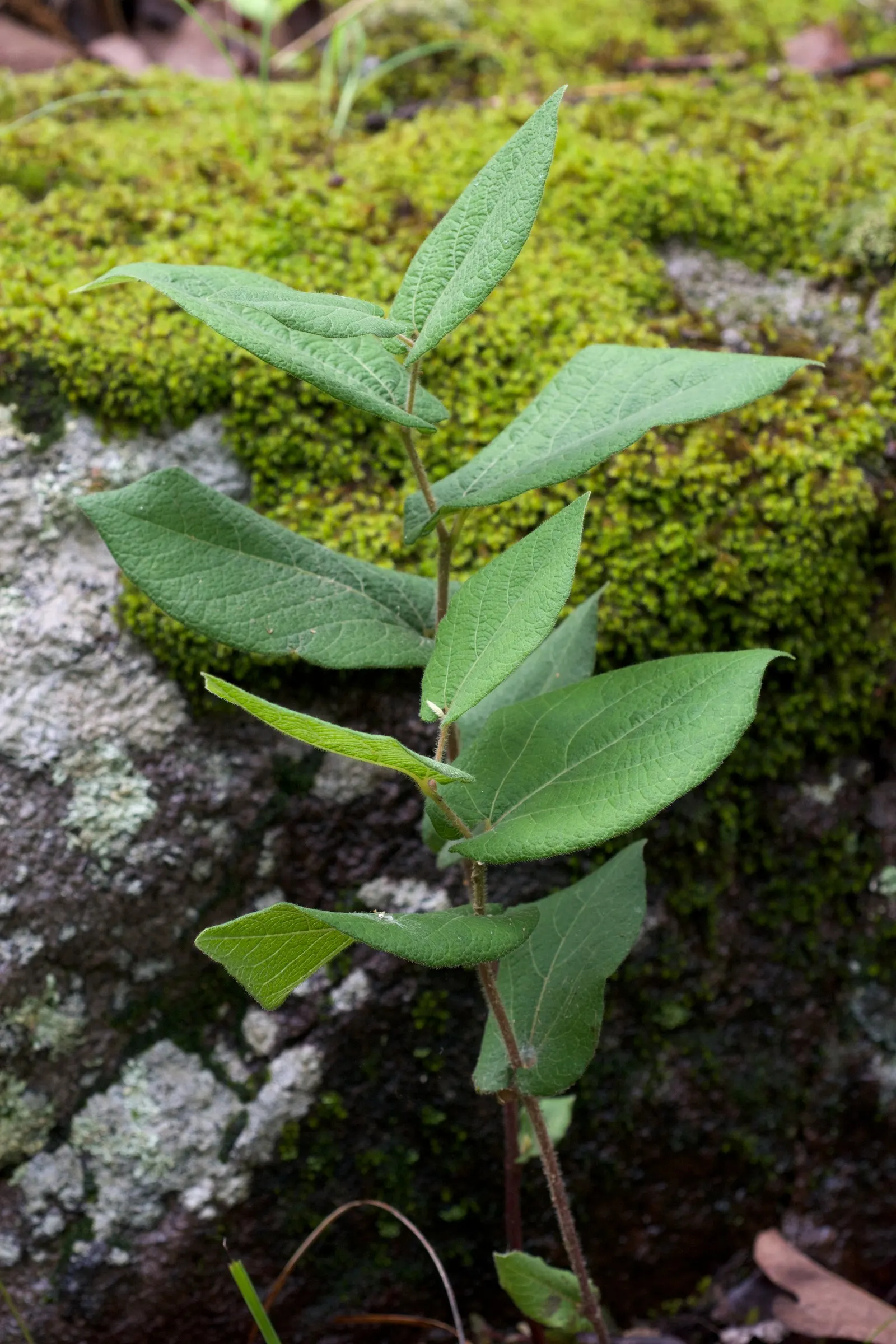 Dutchman's Pipe (Aristolochia Californica) — This species is native to the chaparral and woodland territories of California
