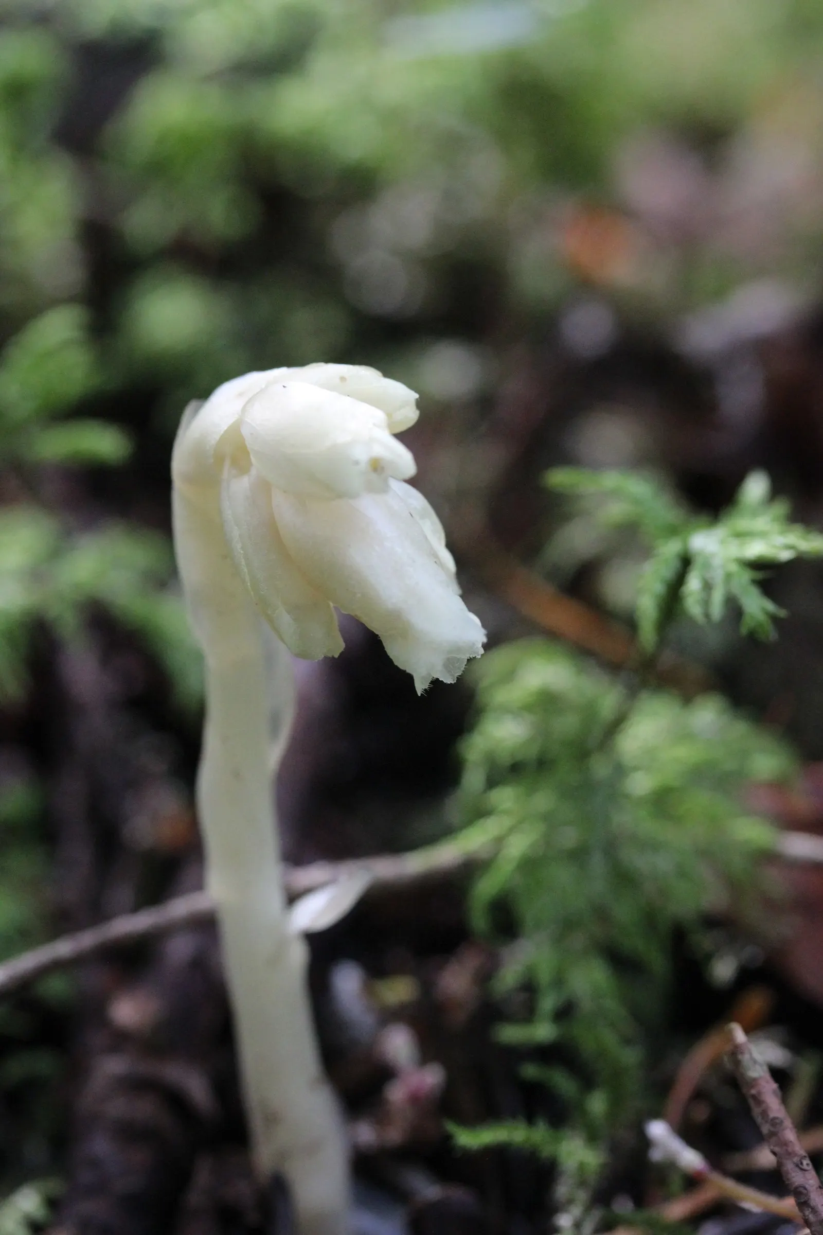 Dutchman's Pipe (Aristolochia Californica) — especially for the Pipevine Swallowtail
