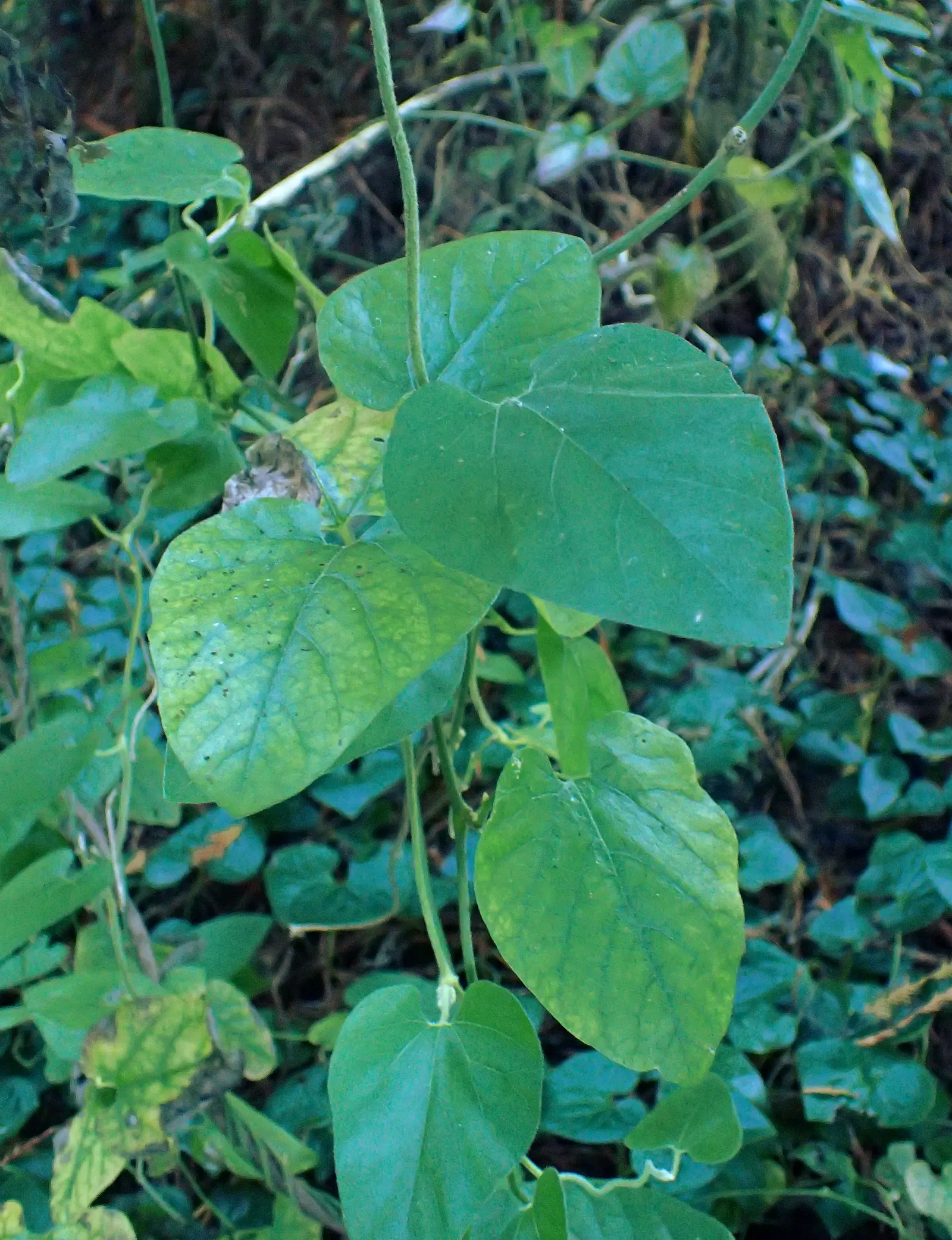 Dutchman's Pipe (Aristolochia Californica) — This species is native to the chaparral and woodland territories of California; resembling a calabash, image 68