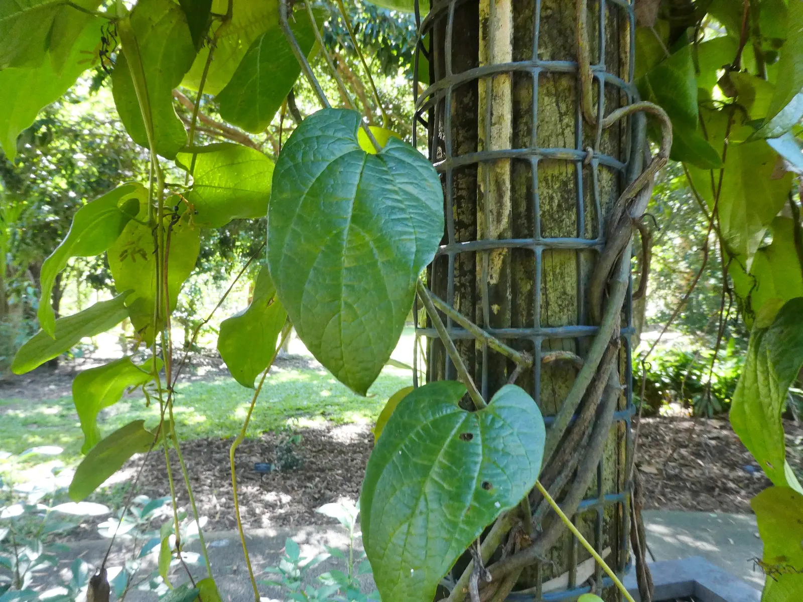 Dutchman's Pipe (Aristolochia Californica) — but it can extend beyond 20 feet under optimal conditions.<br><br>For landscapers and clients
