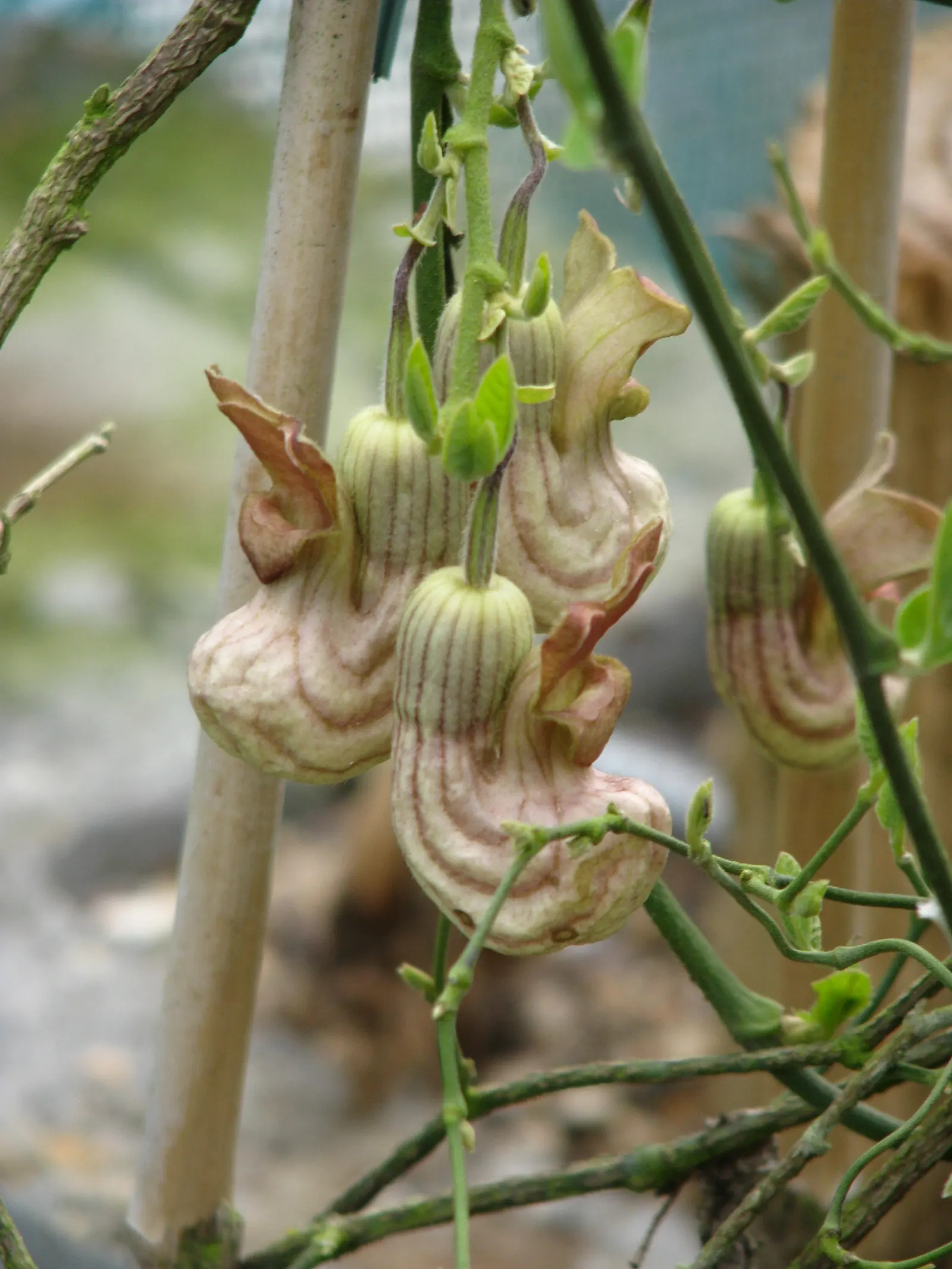 Dutchman's Pipe (Aristolochia Californica) — This California native plant is low maintenance; which bloom from late winter into early spring, image 62