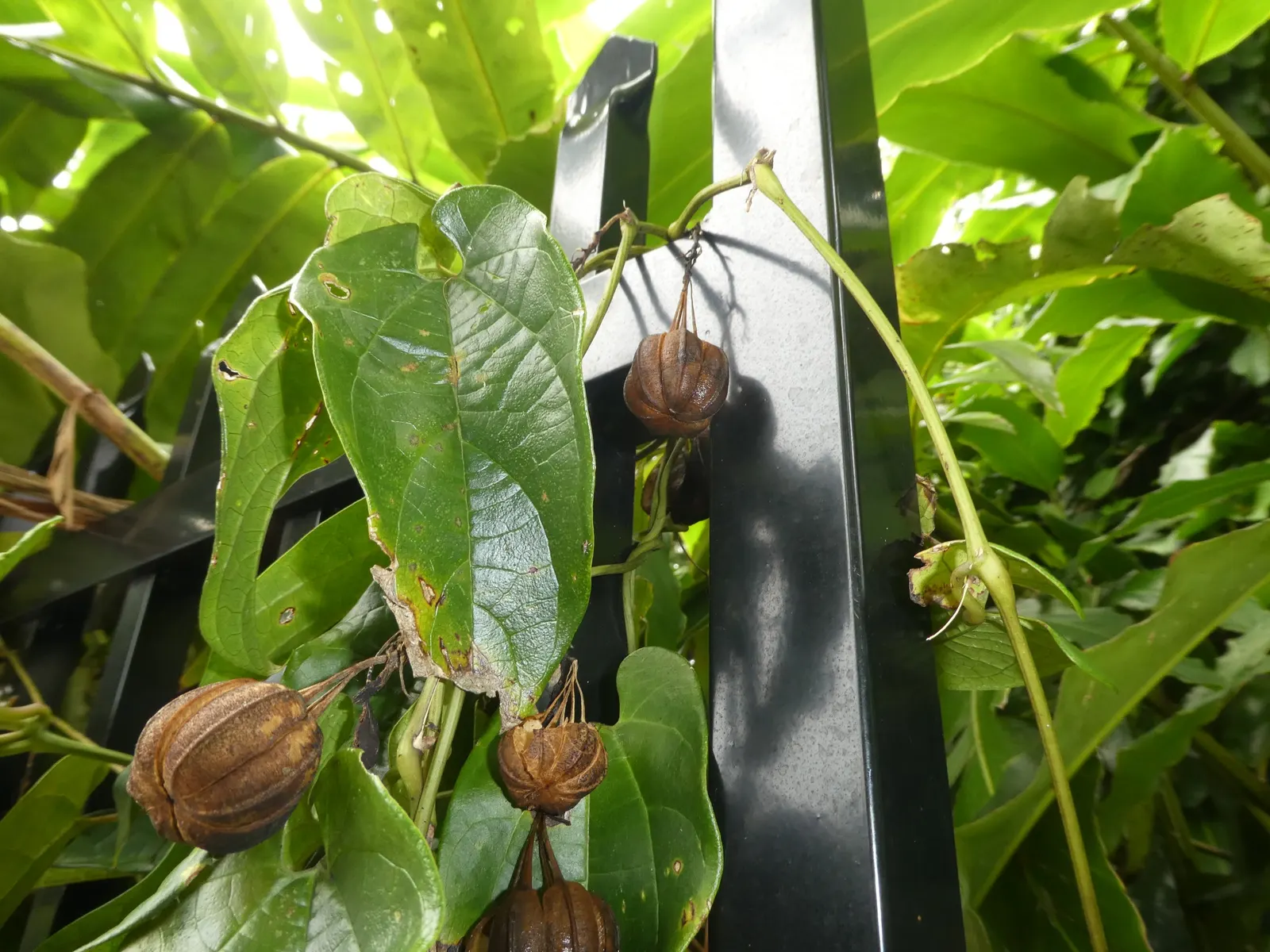 Dutchman's Pipe (Aristolochia Californica) — resembling a calabash pipe