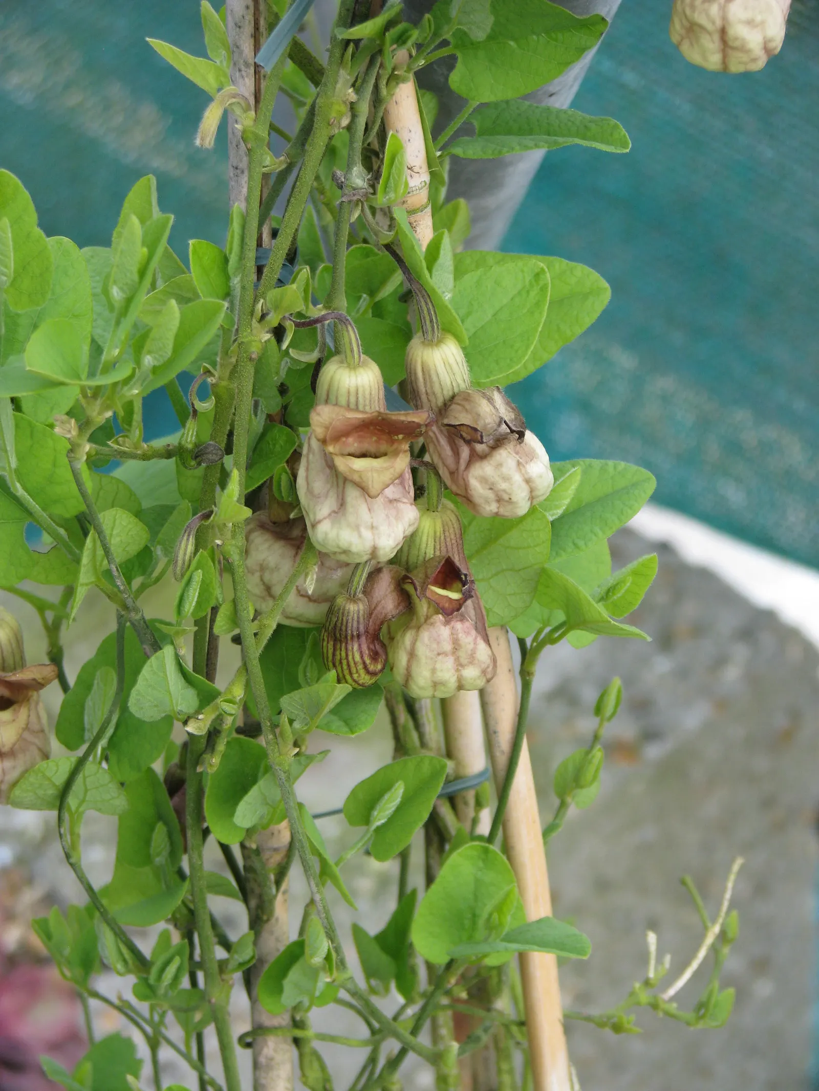 Dutchman's Pipe (Aristolochia Californica) — Though drought-tolerant once established, regular watering will encourage more robust growth; this, image 55