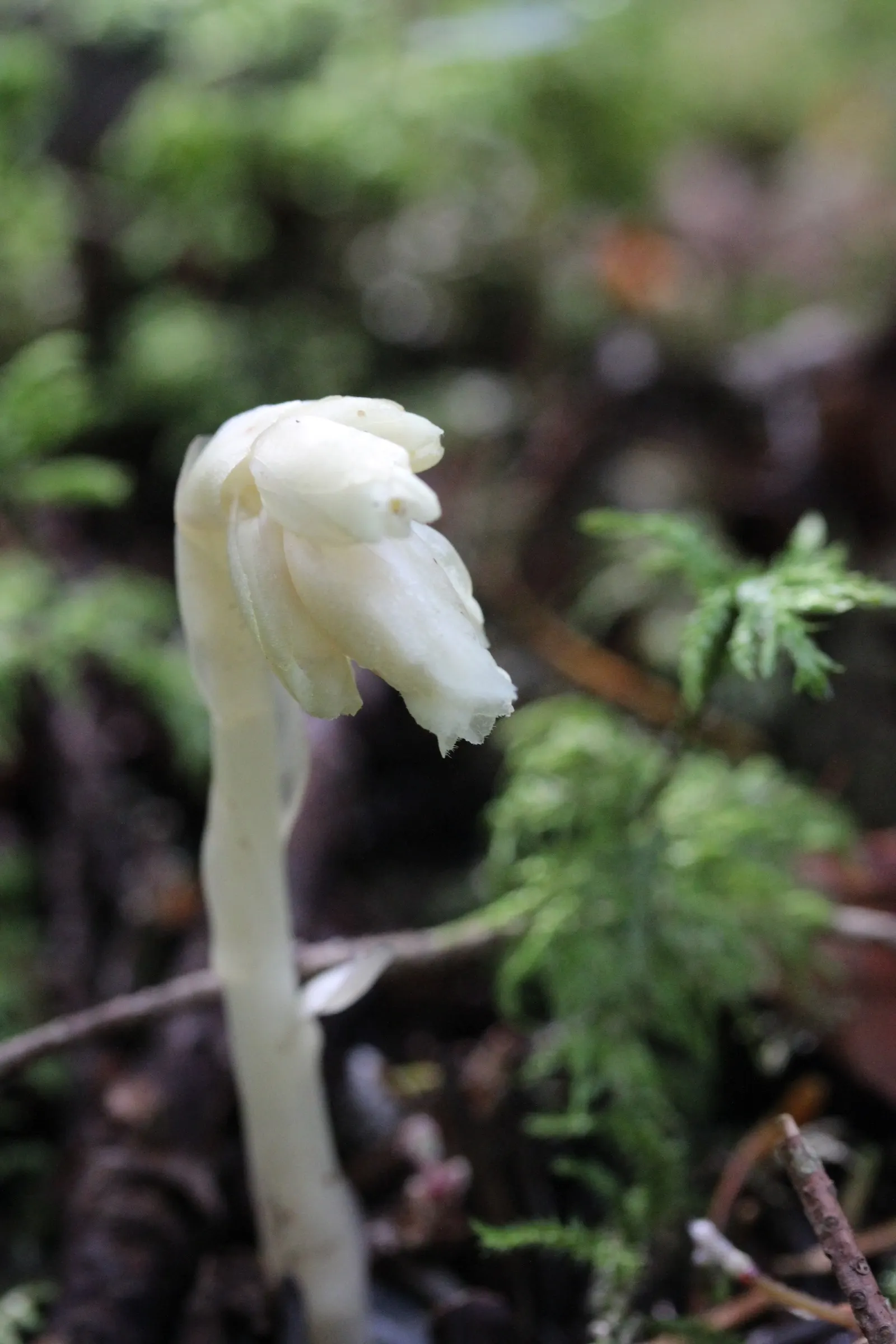 Dutchman's Pipe (Aristolochia Californica) — resembling a calabash pipe; this species is native to the chaparral and woodland territories of California